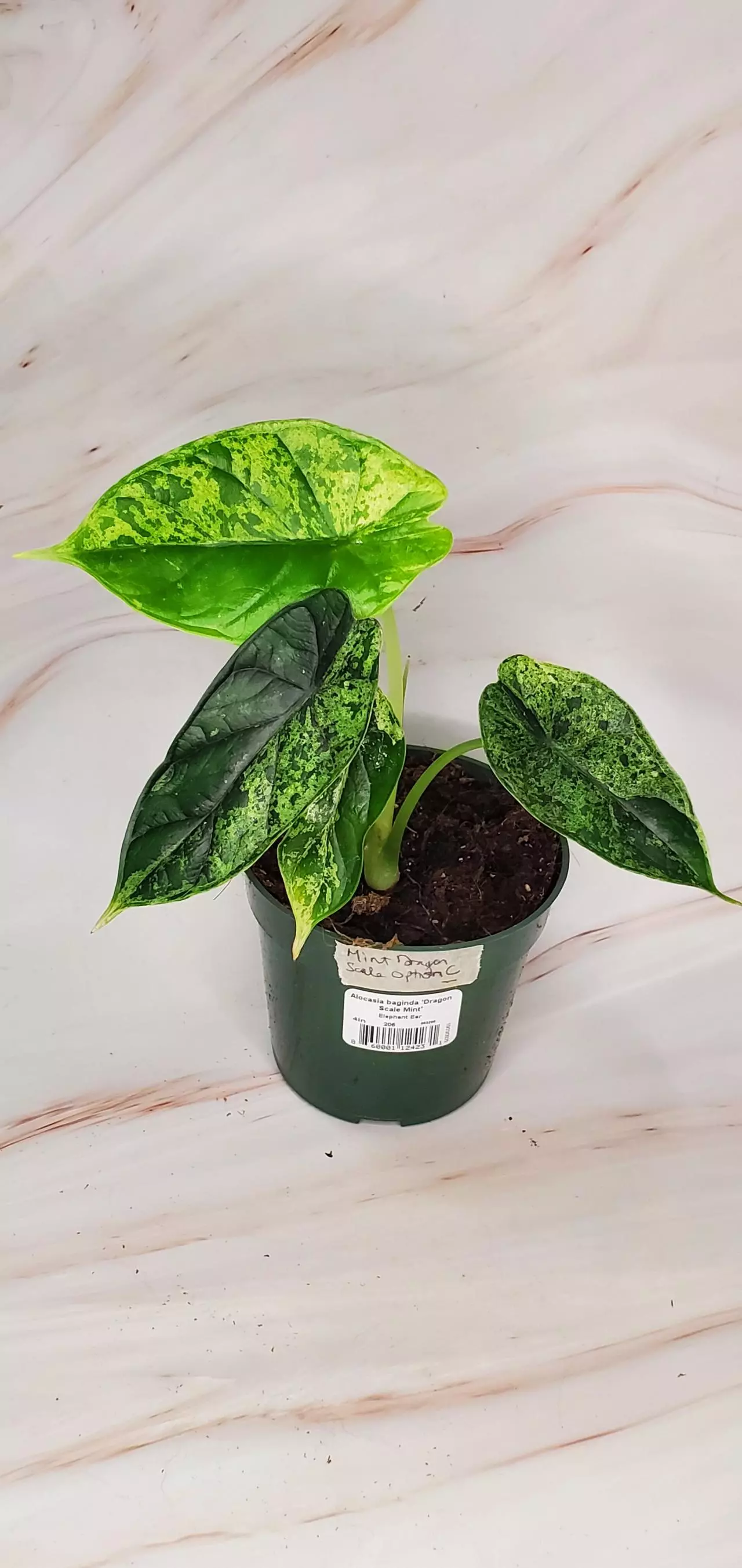 plant/MINT Dragon Scale C-0