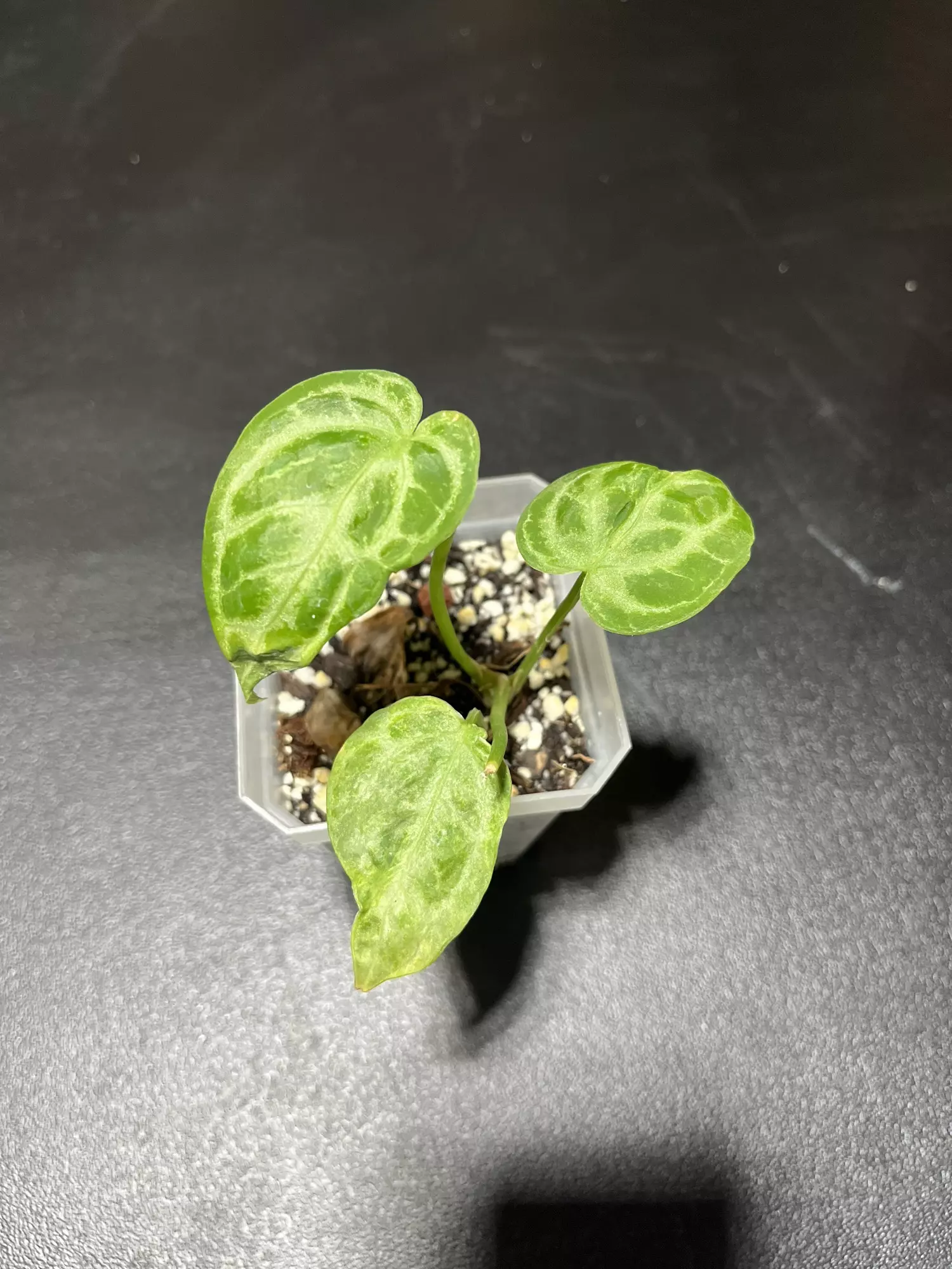 plant/Anthurium Silver blush mint-0