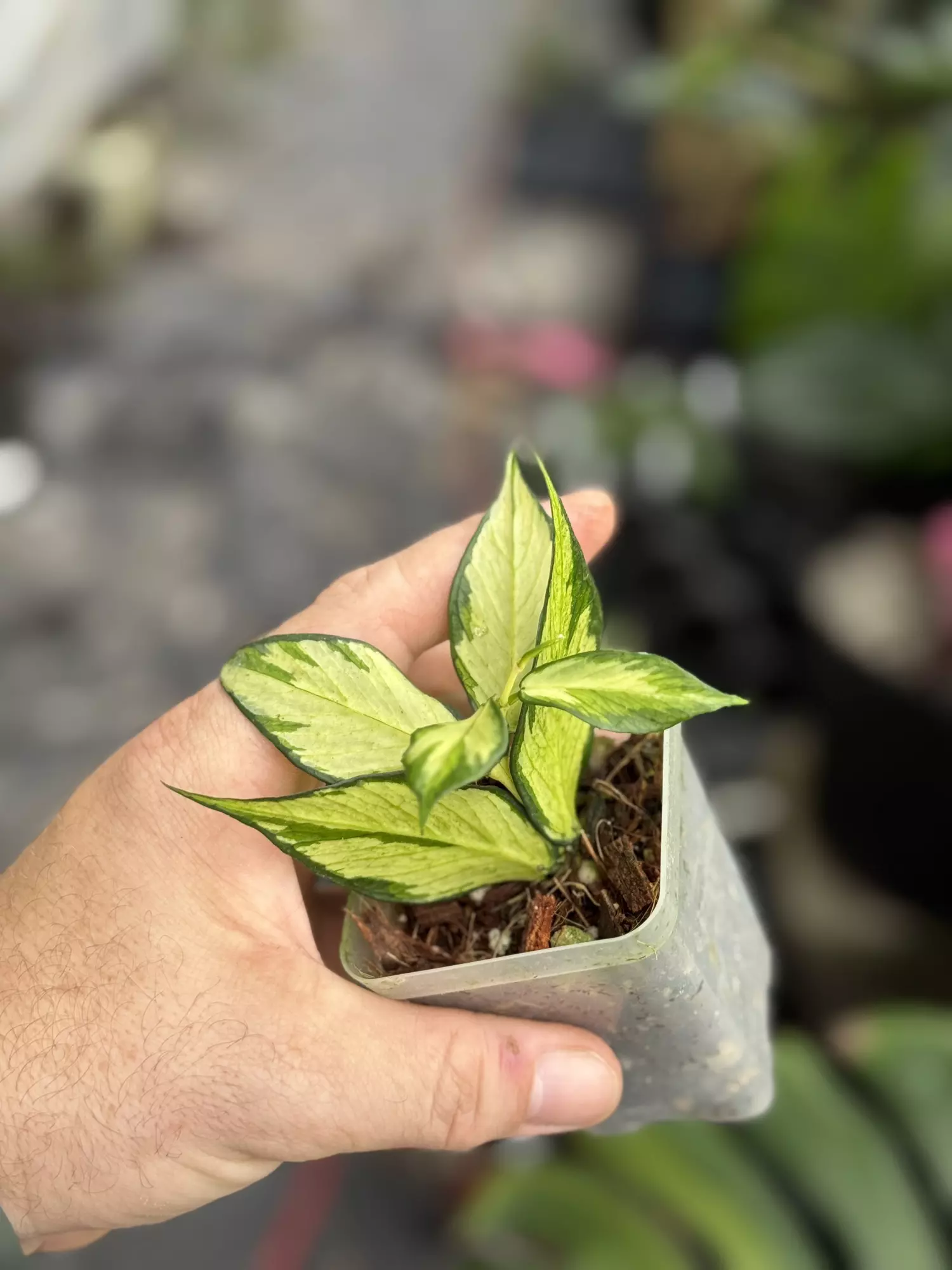 plant/Hoya Polyneura inner var-0