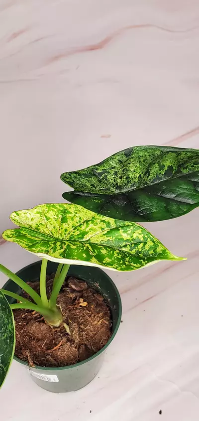 plant/MINT Dragon Scale A-1-thumbnail