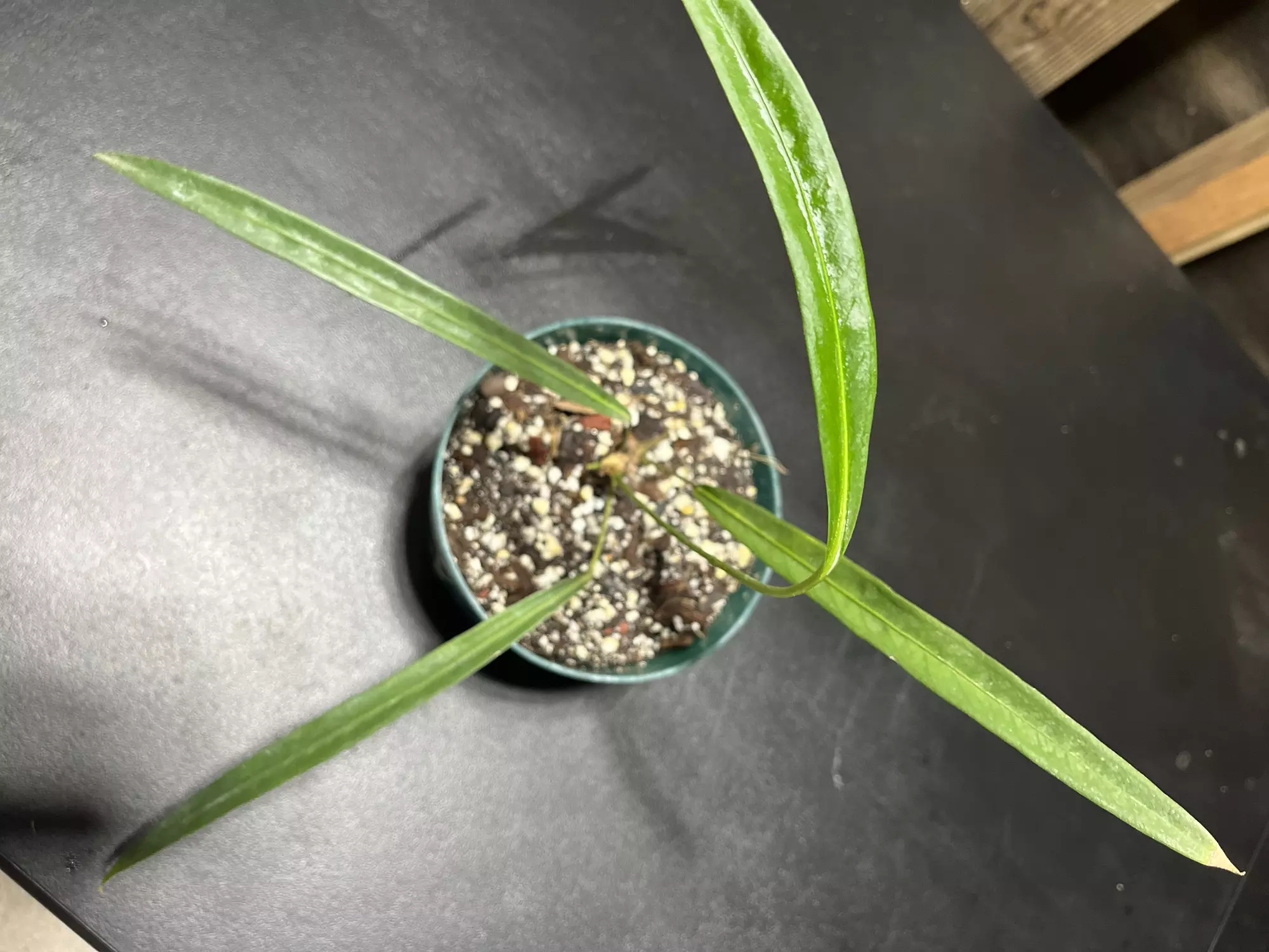 plant/Anthurium Pendens-0