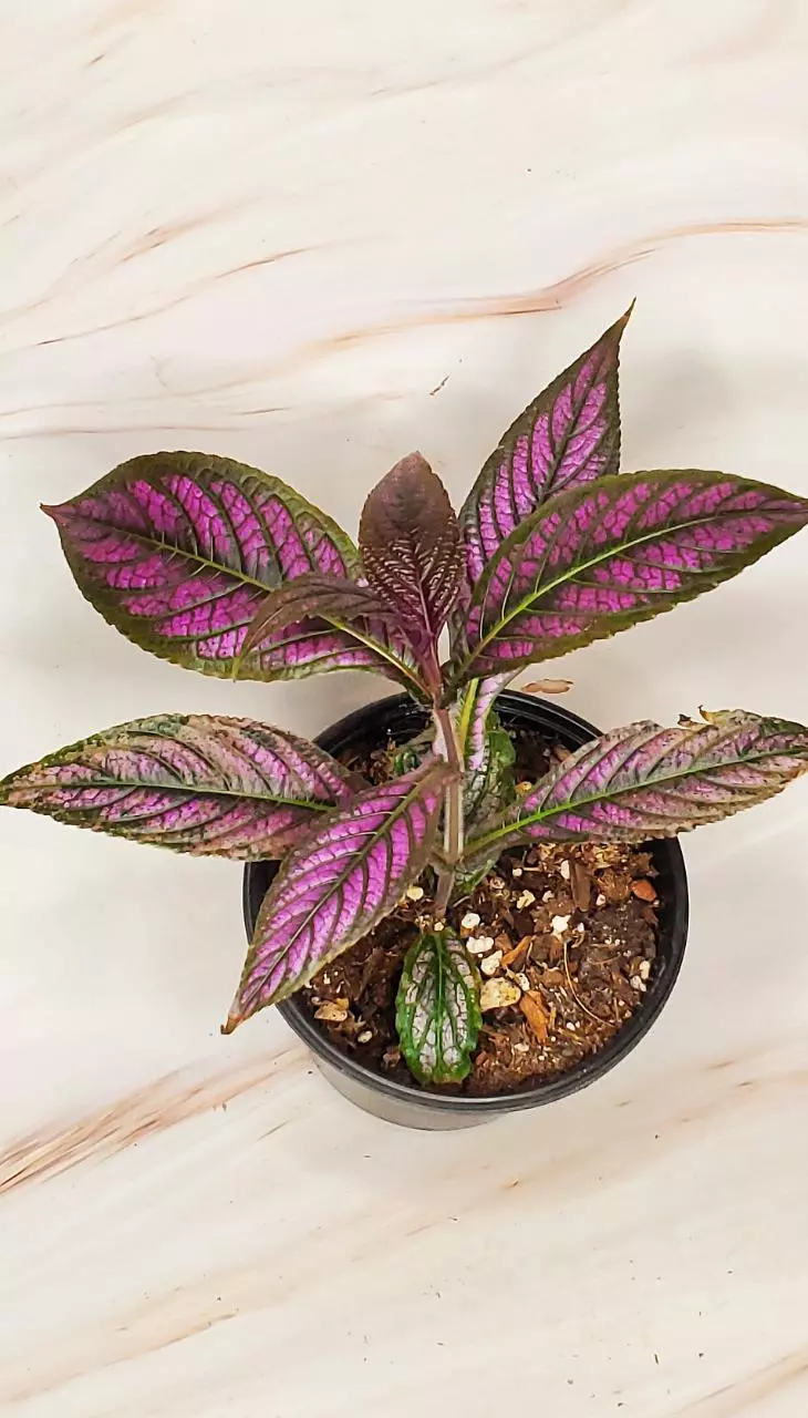 plant/PERSIAN SHIELD-0