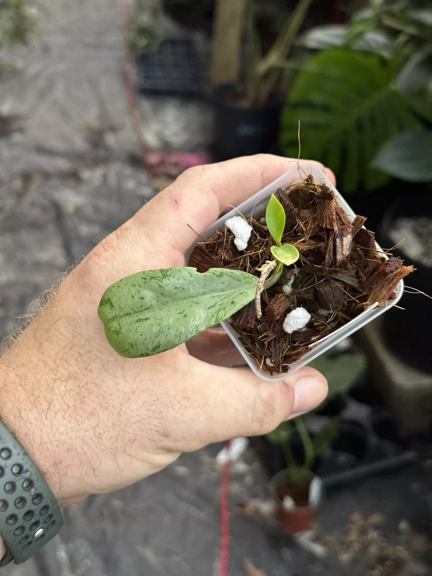 plant/Hoya pubicalyx pink silver ghost-0