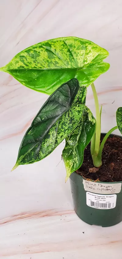 plant/MINT Dragon Scale C-1-thumbnail