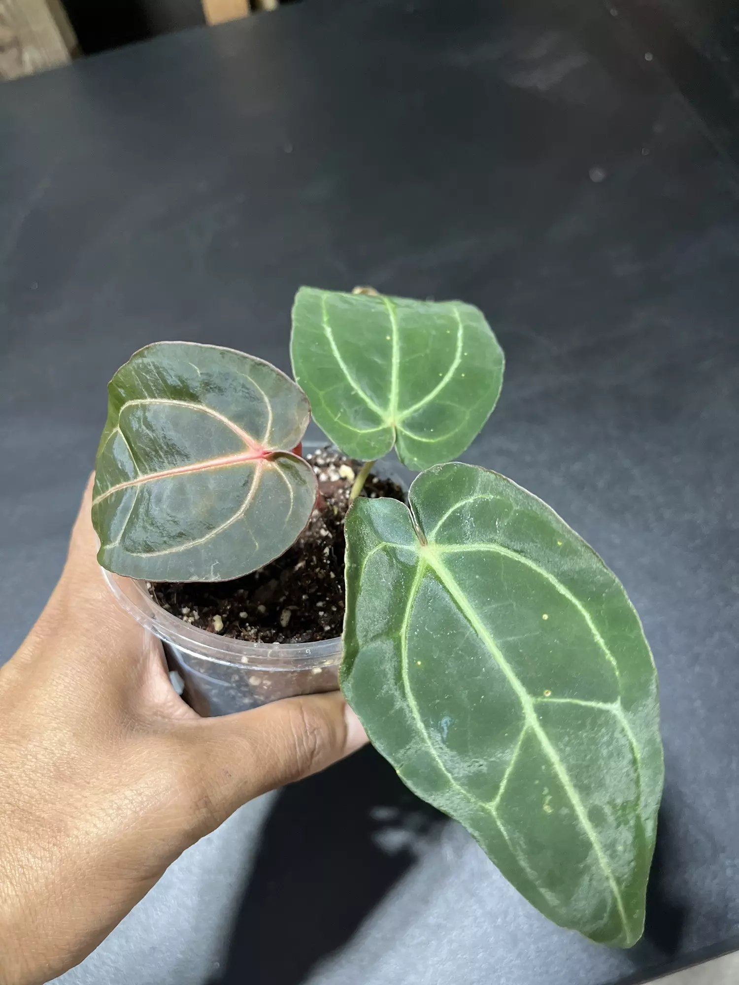 plant/Anthurium Red Crystal SKG x Carla-0