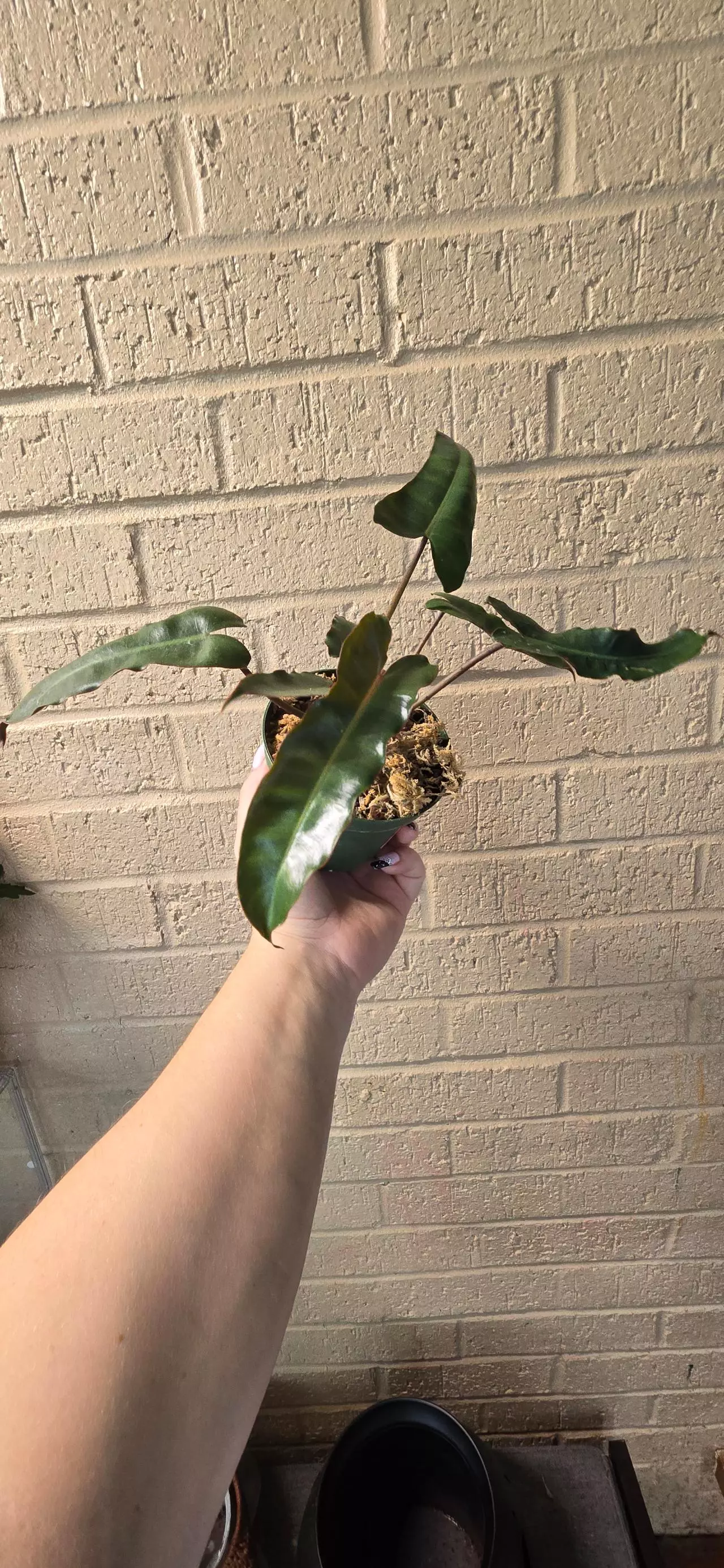 plant/Dark billietiae philodendron -0