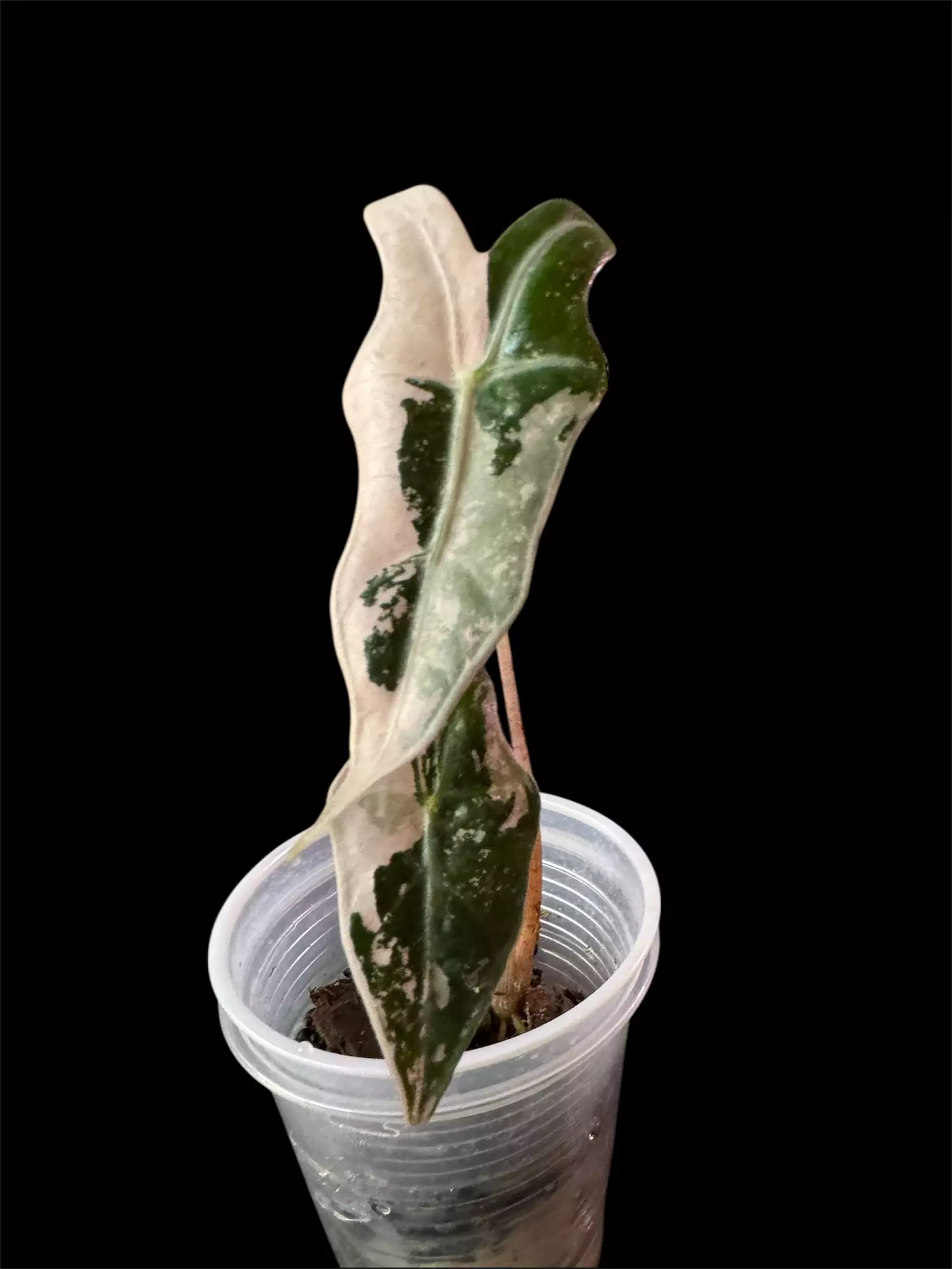 plant/Alocasia Pink Nobilis TC grown. Already Corm’d-0