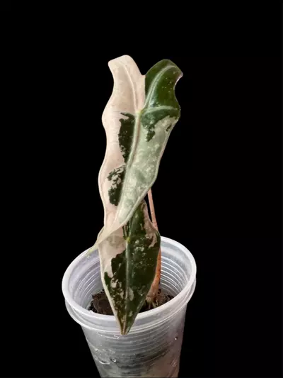 plant/Alocasia Pink Nobilis TC grown. Already Corm’d-0-thumbnail