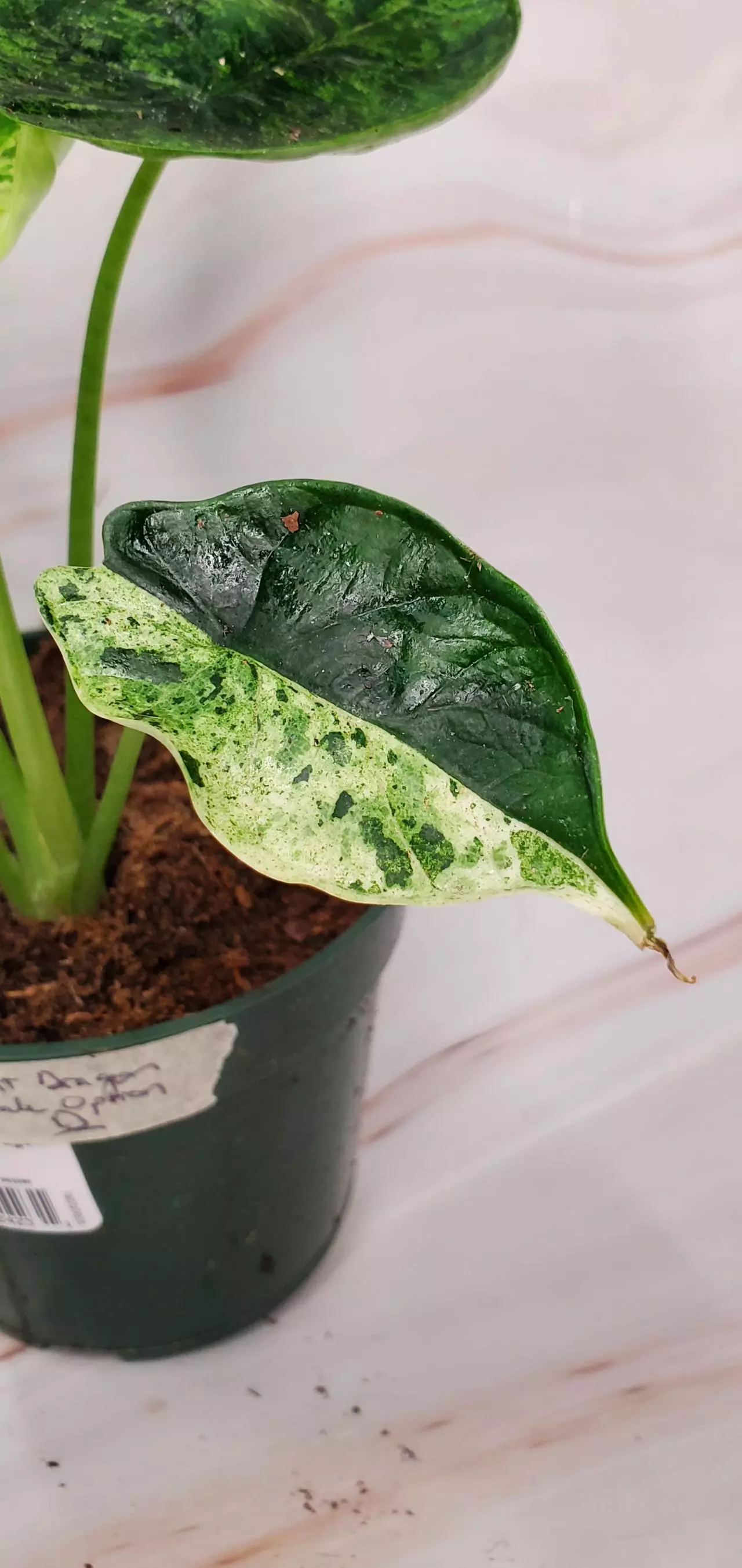 plant/MINT Dragon Scale D-0