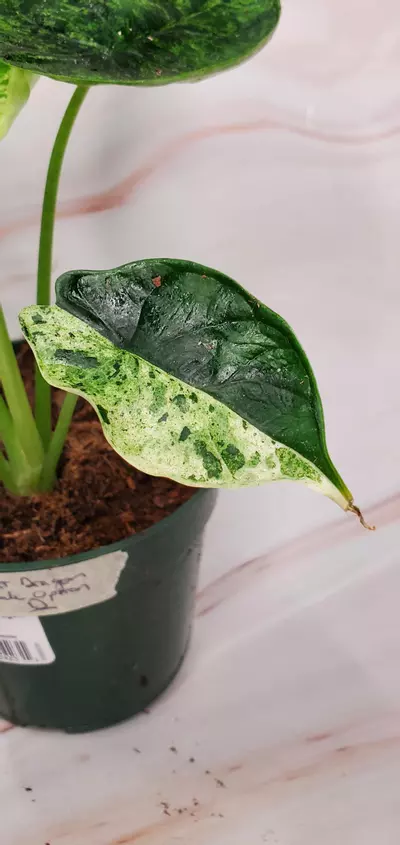 plant/MINT Dragon Scale D-0-thumbnail