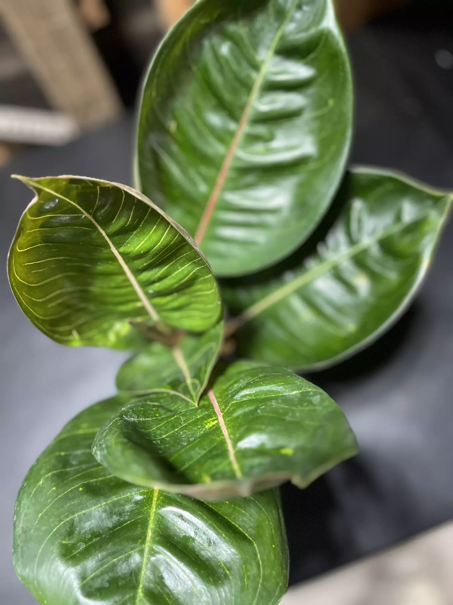 plant/Aglaonema Black Moonlight-0