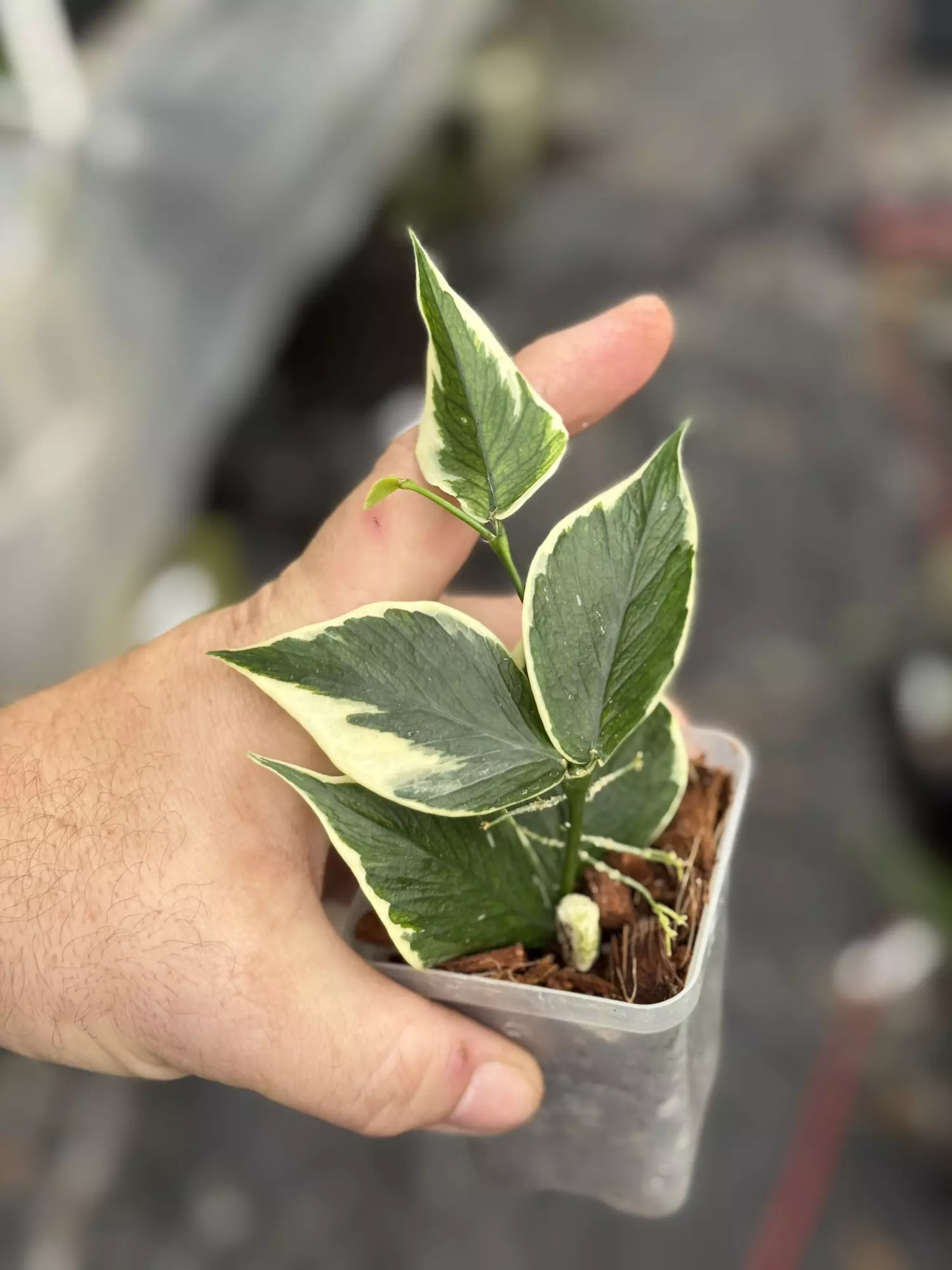plant/Hoya Polyneura outer var-0
