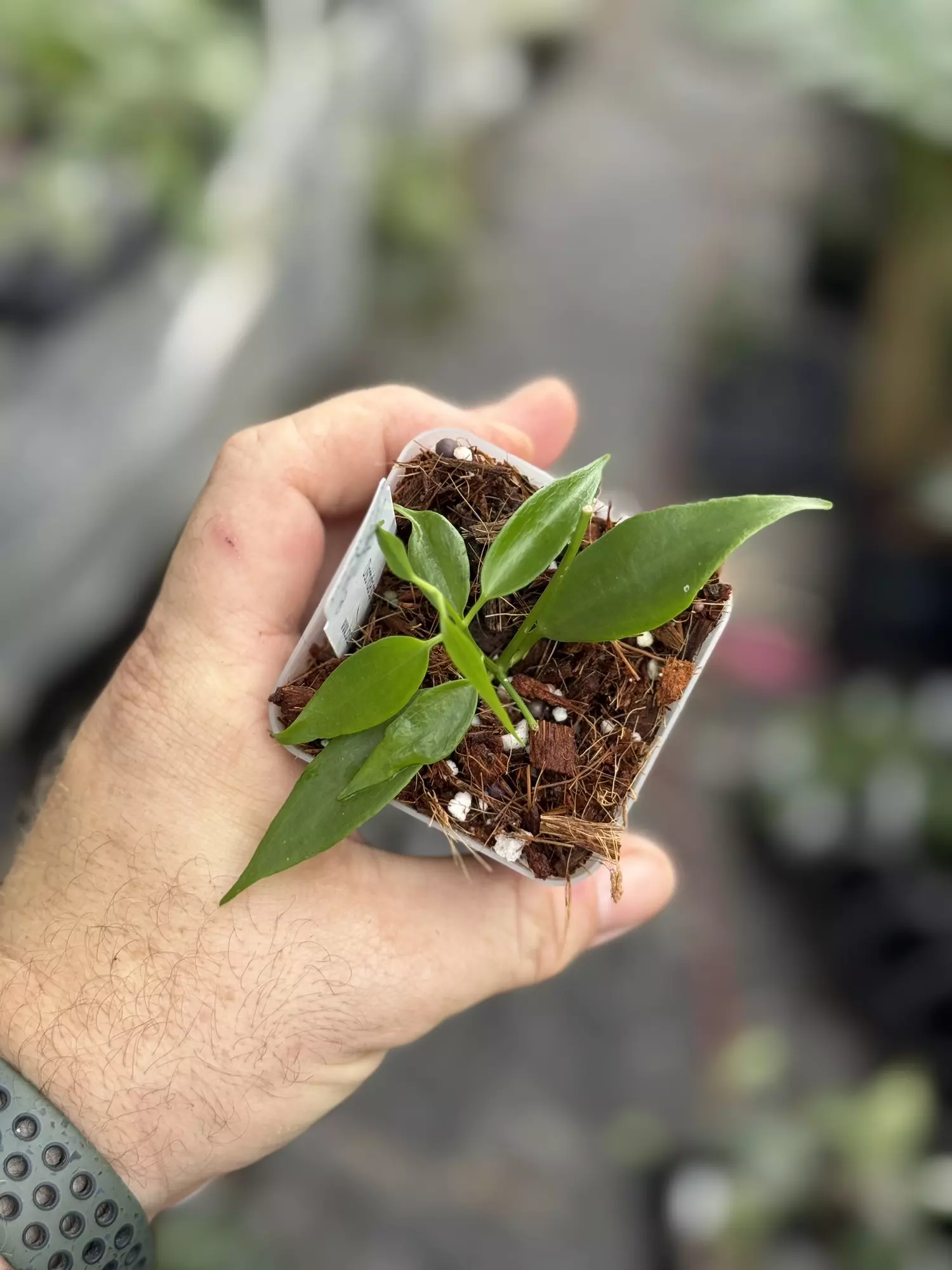 plant/Dischidia blue flower-0