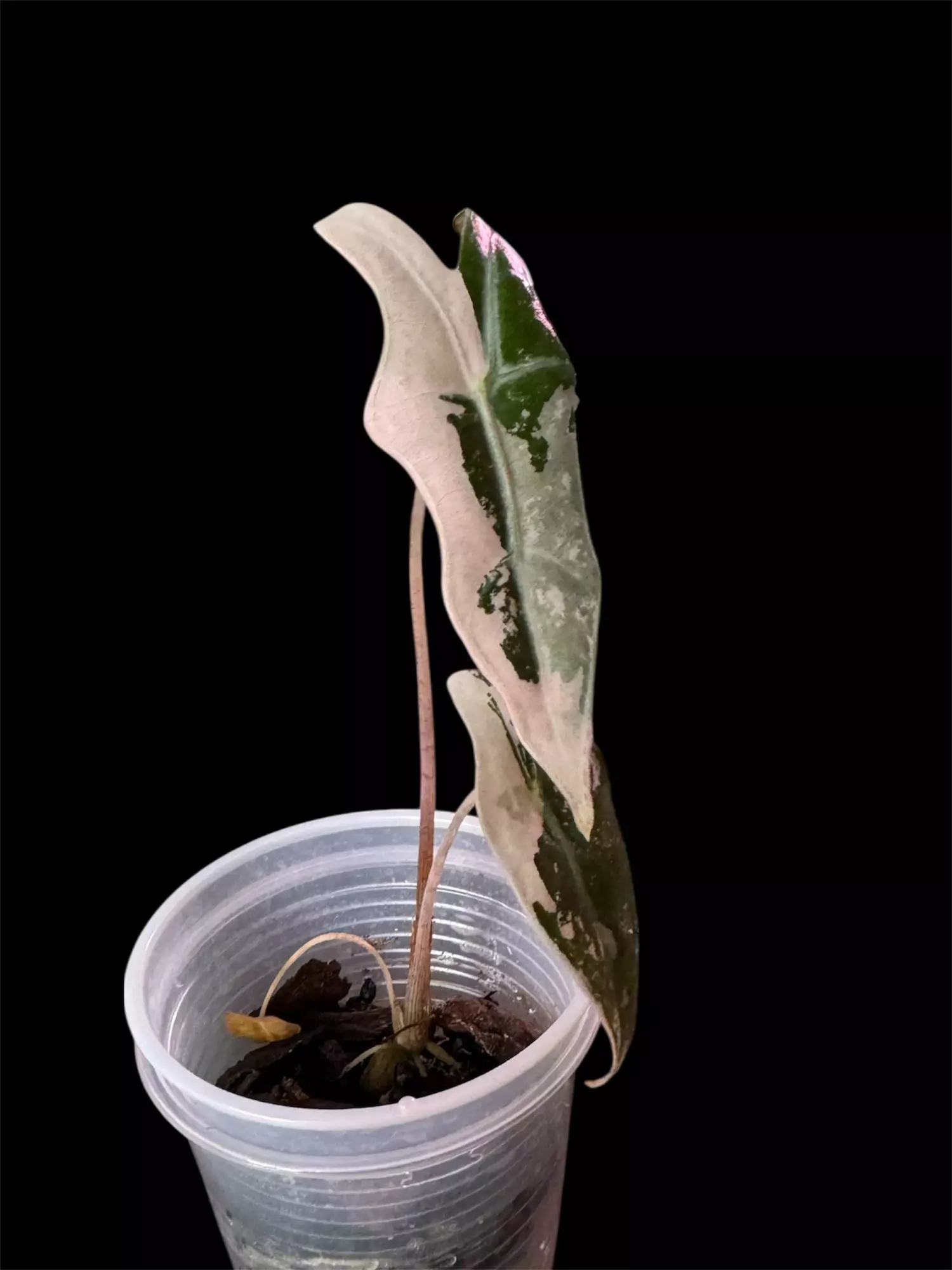 plant/Alocasia Pink Nobilis TC grown. Already Corm’d-2