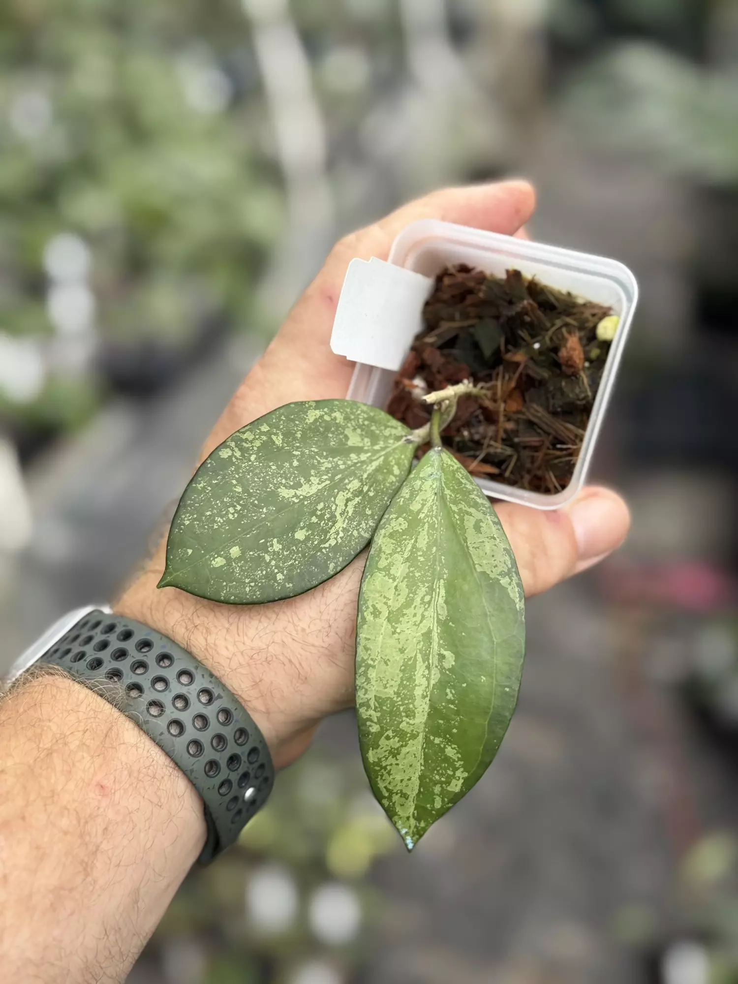 plant/Hoya Minh Chau 
(Hoya sp Co Xanh 002 X Hoya sp Thai Nguyen splash )-0