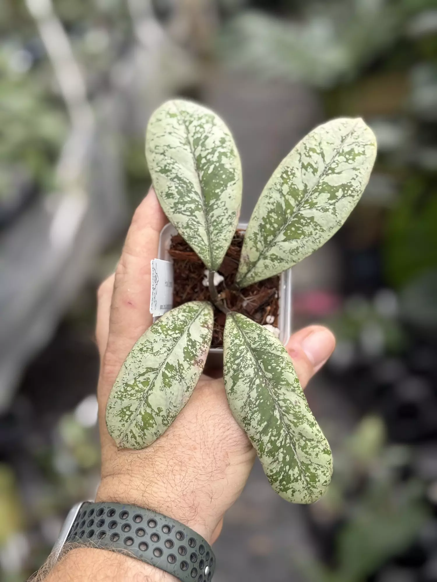 plant/Hoya 'Lorelai' (Mutation from EPC-196)-0