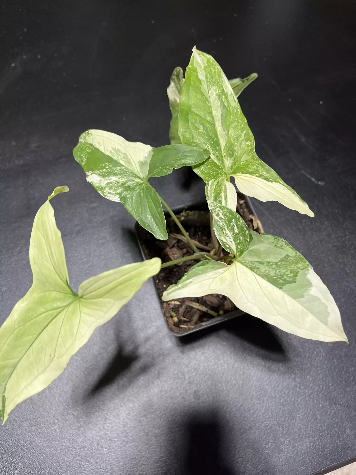 plant/Syngonium Albo-0