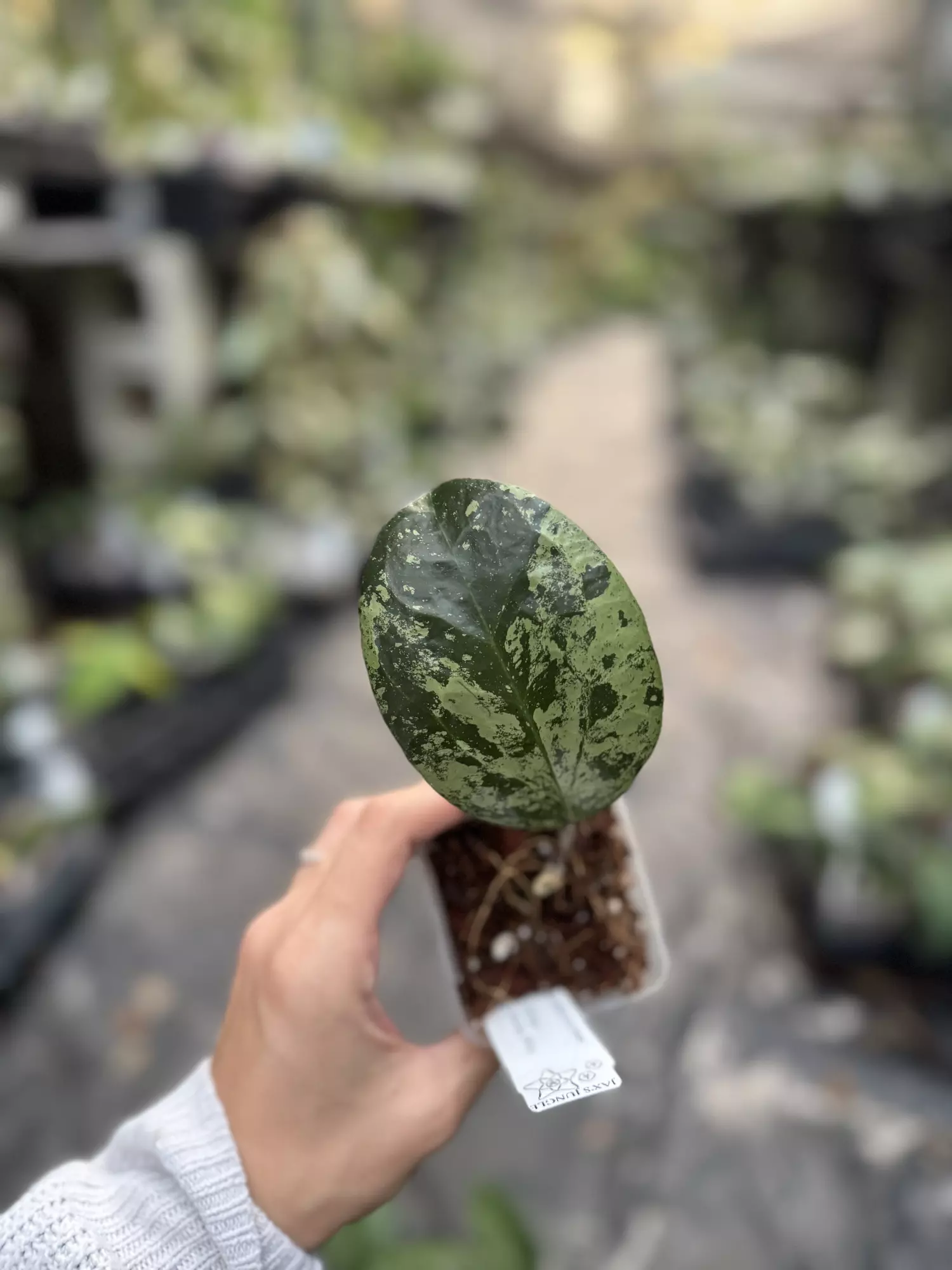 plant/Hoya Michele silver-0