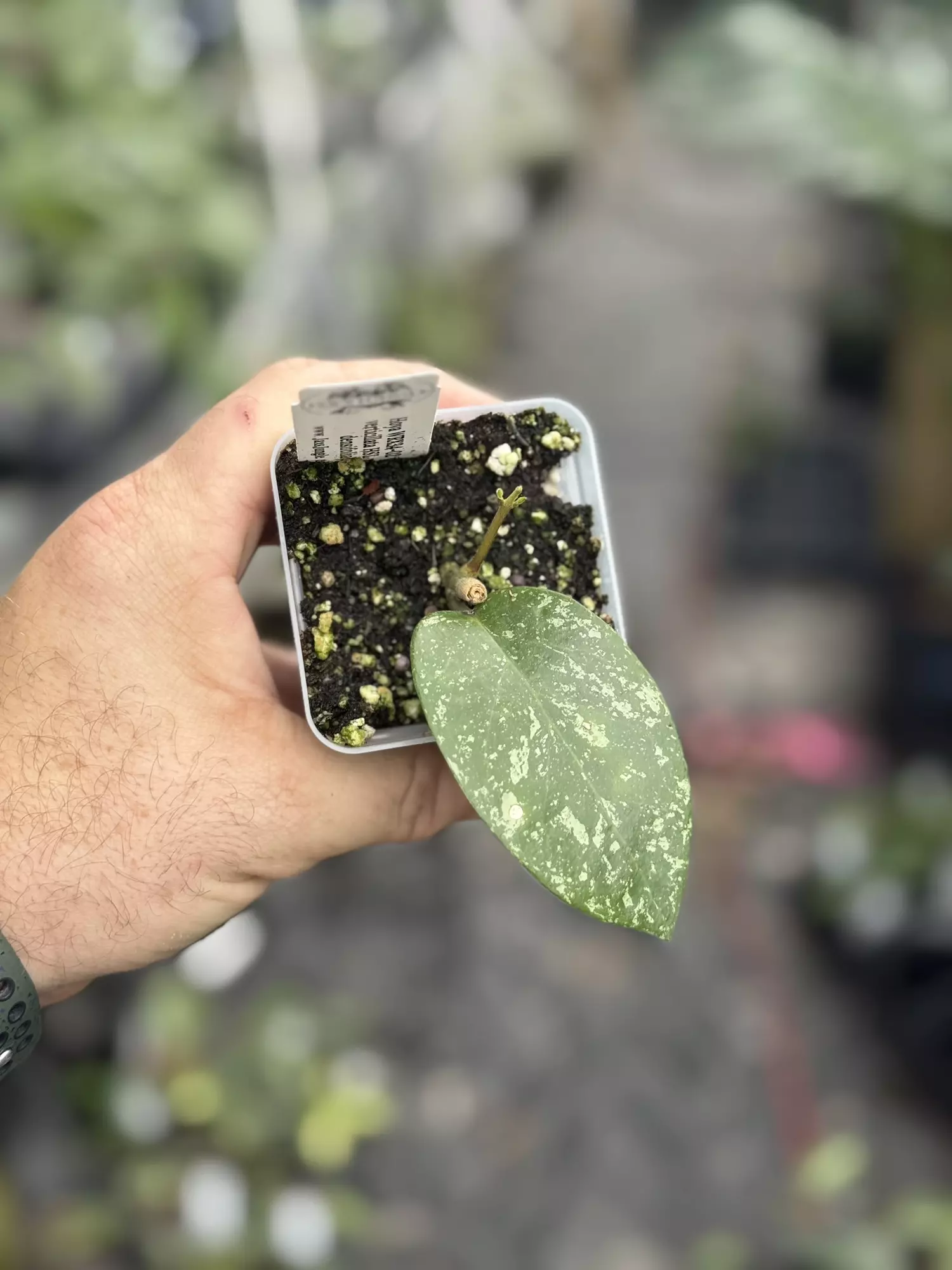 plant/Wrx34-02 (H. verticillata HSL x H. densifolia)-0