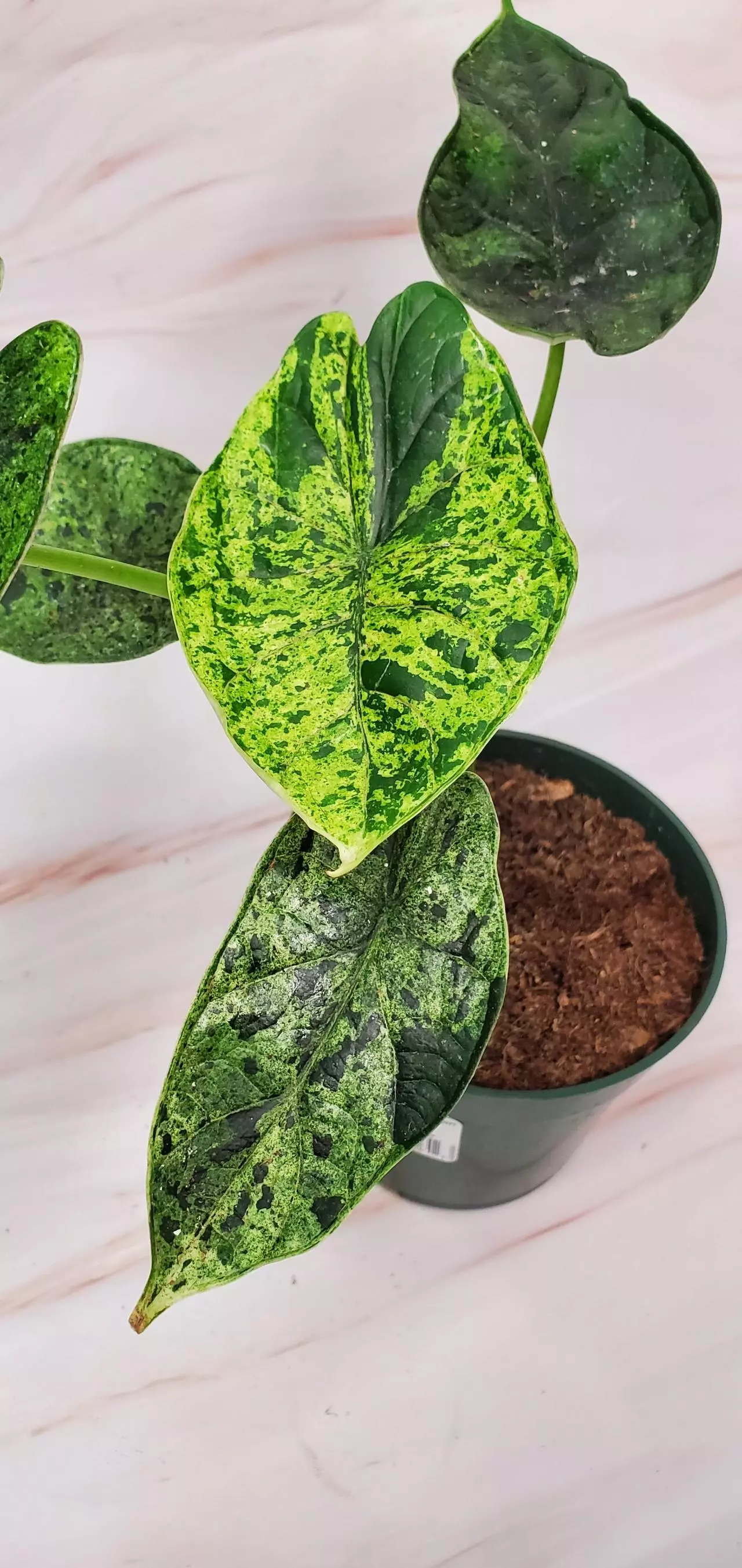 plant/MINT Dragon Scale B-0