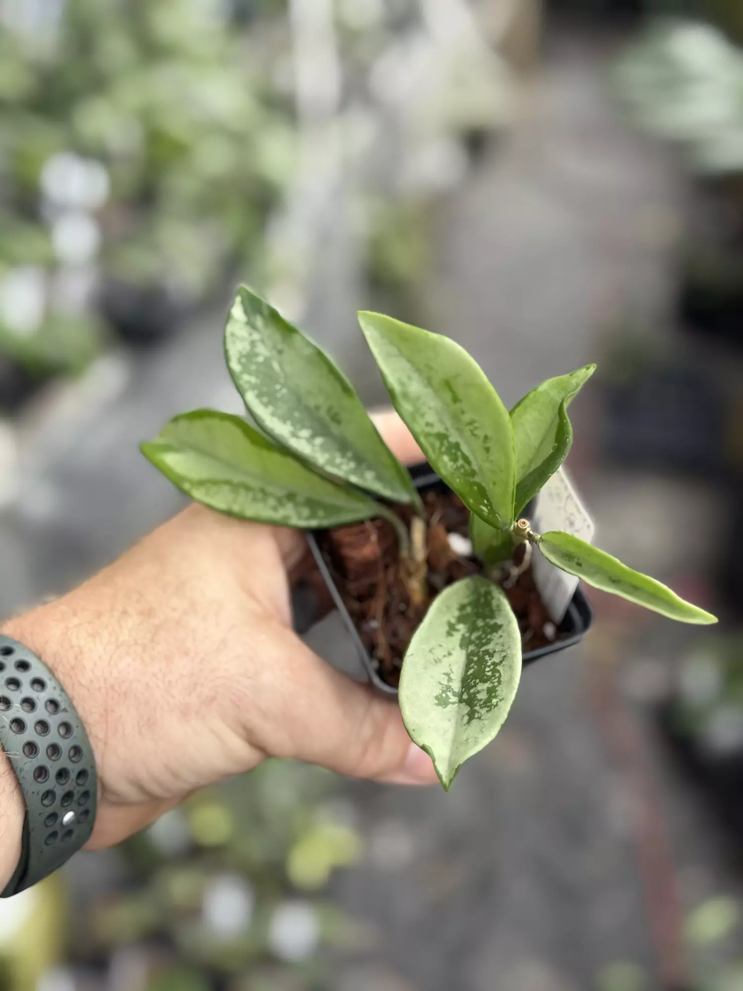 plant/Hoya AH 074 ‘Silver Moon’-0