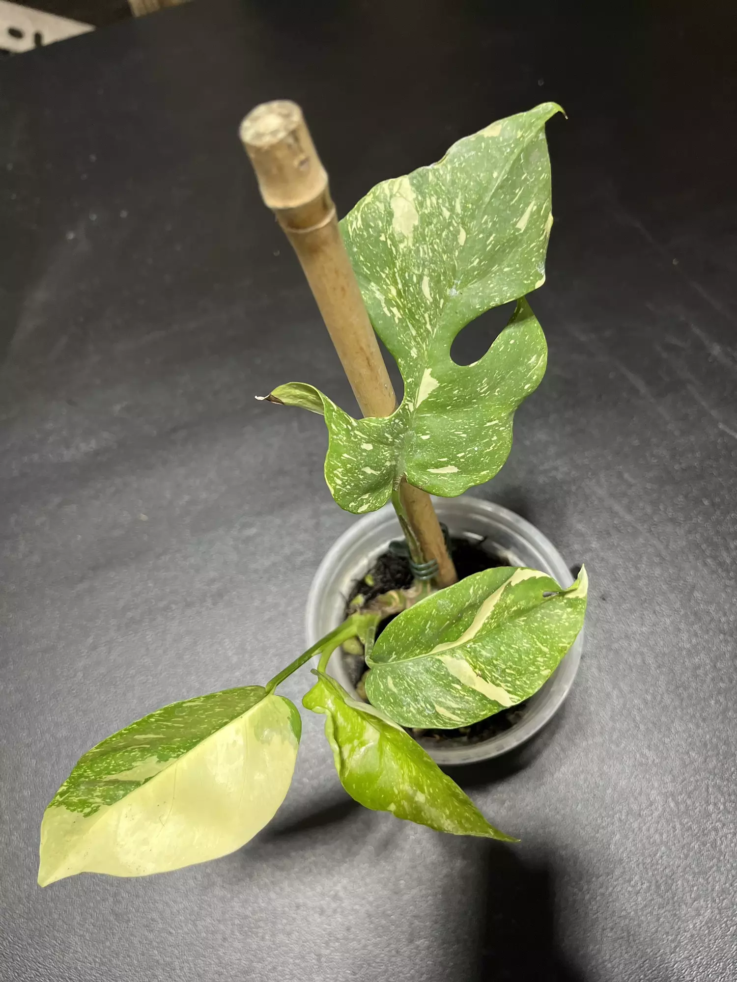 plant/Raphidaphora tetra Thai constellation-0