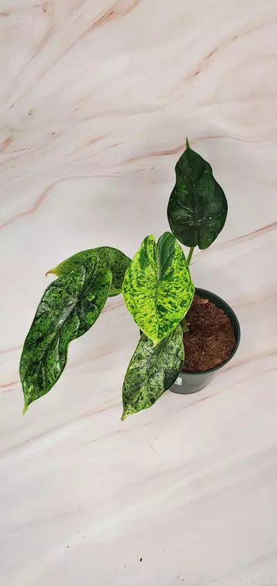 plant/MINT Dragon Scale B-1-thumbnail