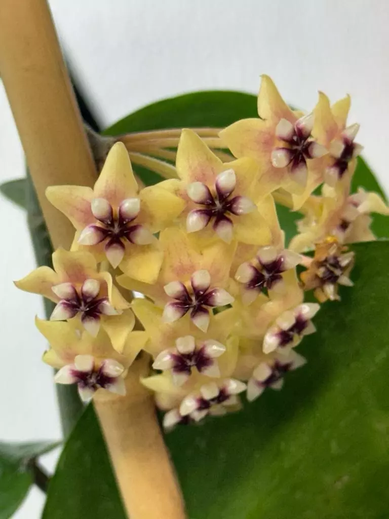 plant/Wrx34-02 (H. verticillata HSL x H. densifolia)-1