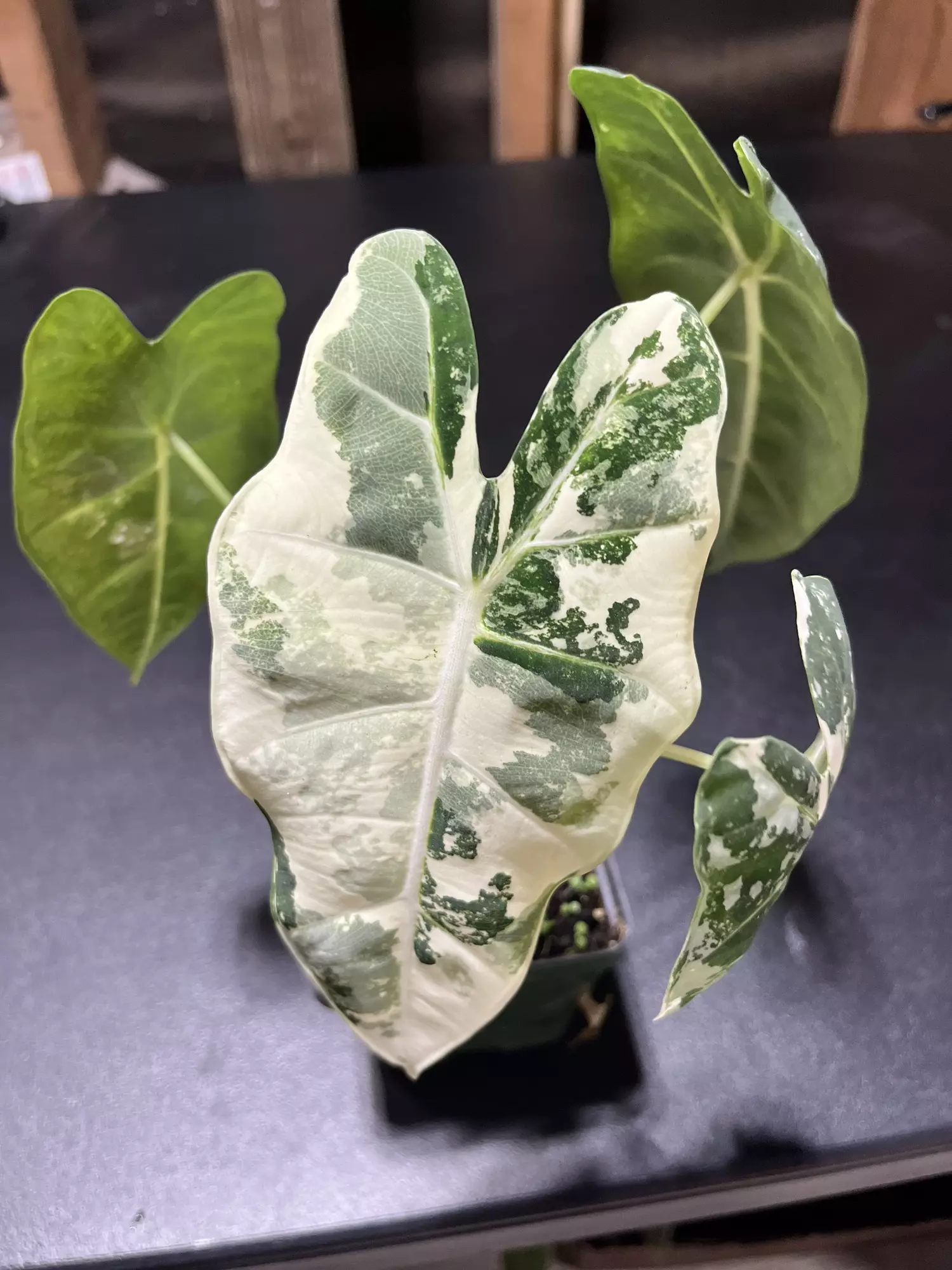 plant/Alocasia Frydek Variegated-0