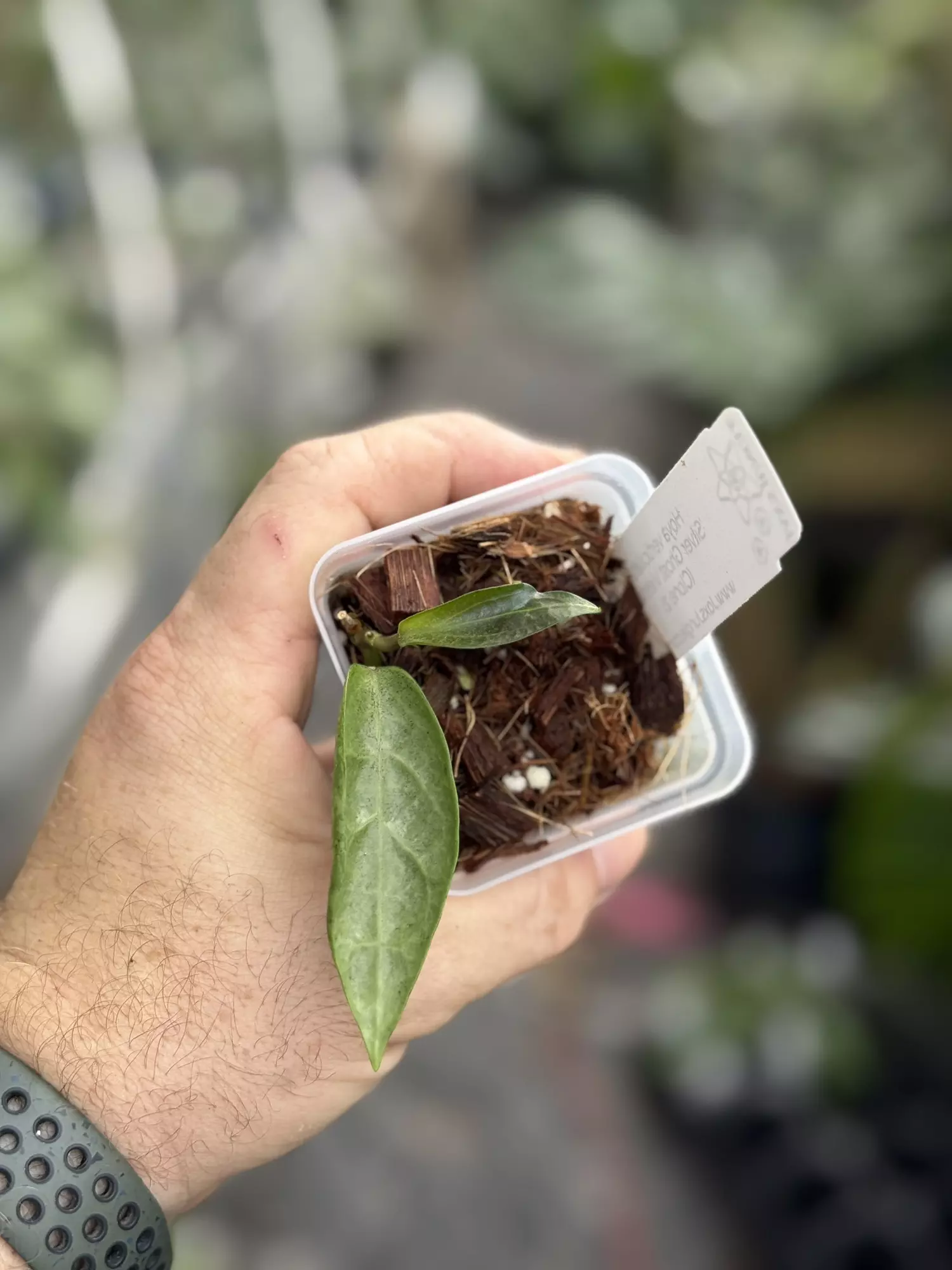 plant/Hoya Verticillata silver ghost vietnam-0