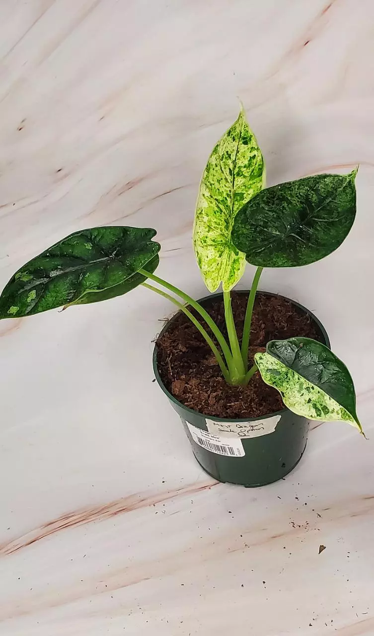 plant/MINT Dragon Scale D-1