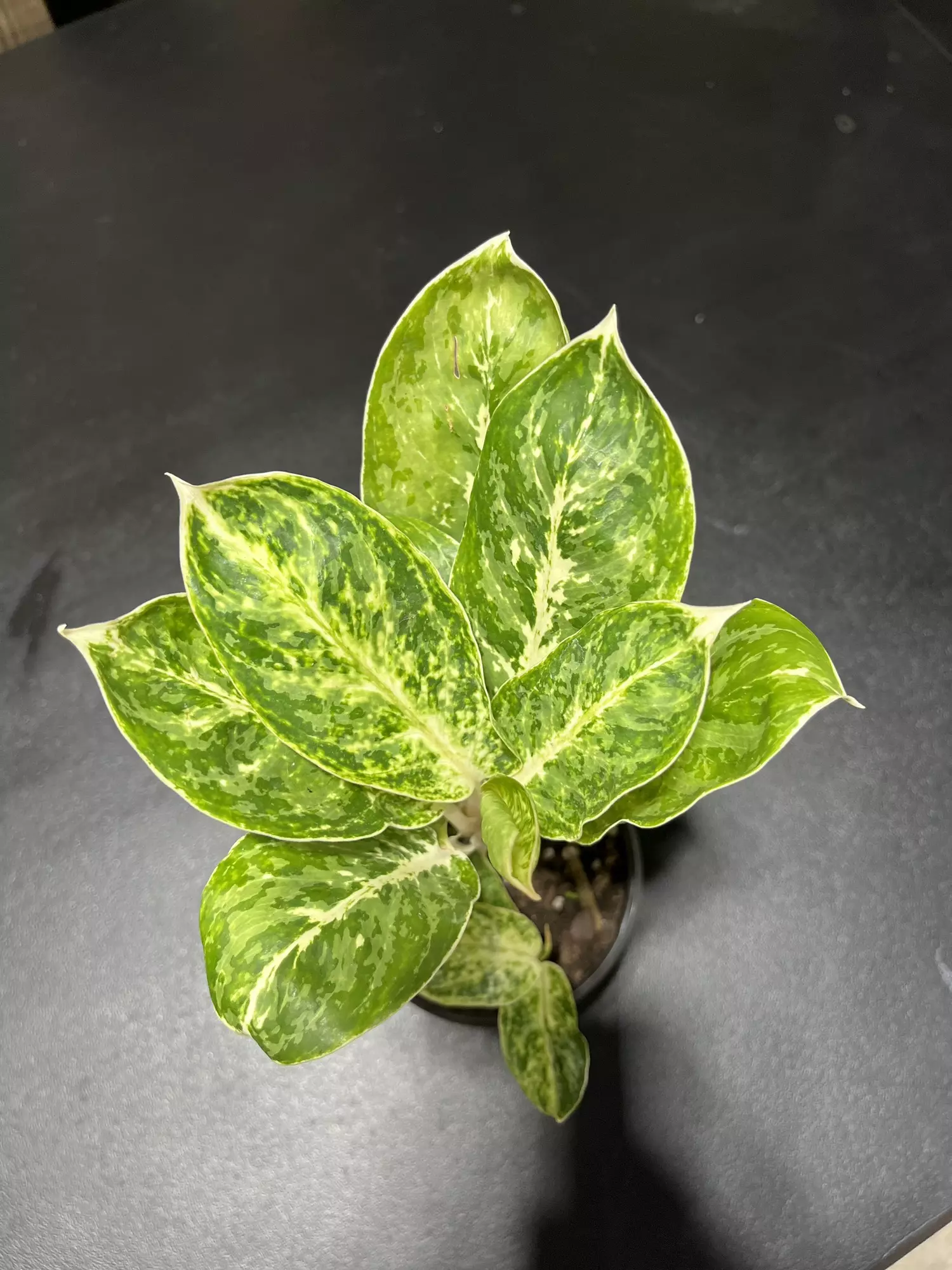 plant/Aglaonema Green Pupuma-0
