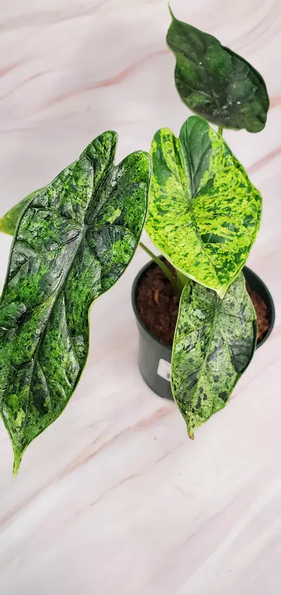 plant/MINT Dragon Scale B-2-thumbnail