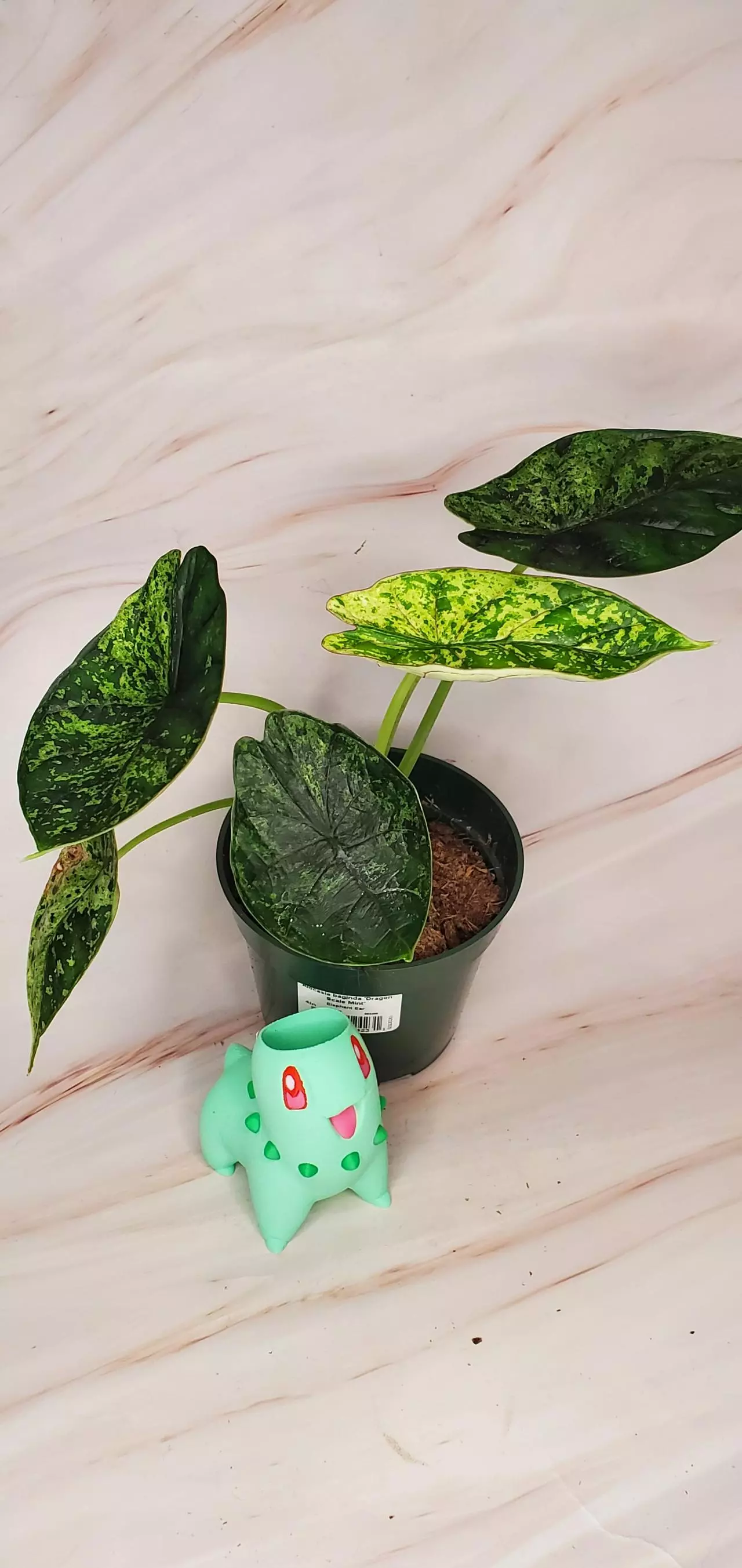 plant/MINT Dragon Scale A-2