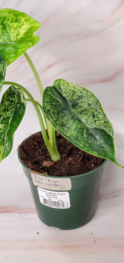 plant/MINT Dragon Scale C-2-thumbnail