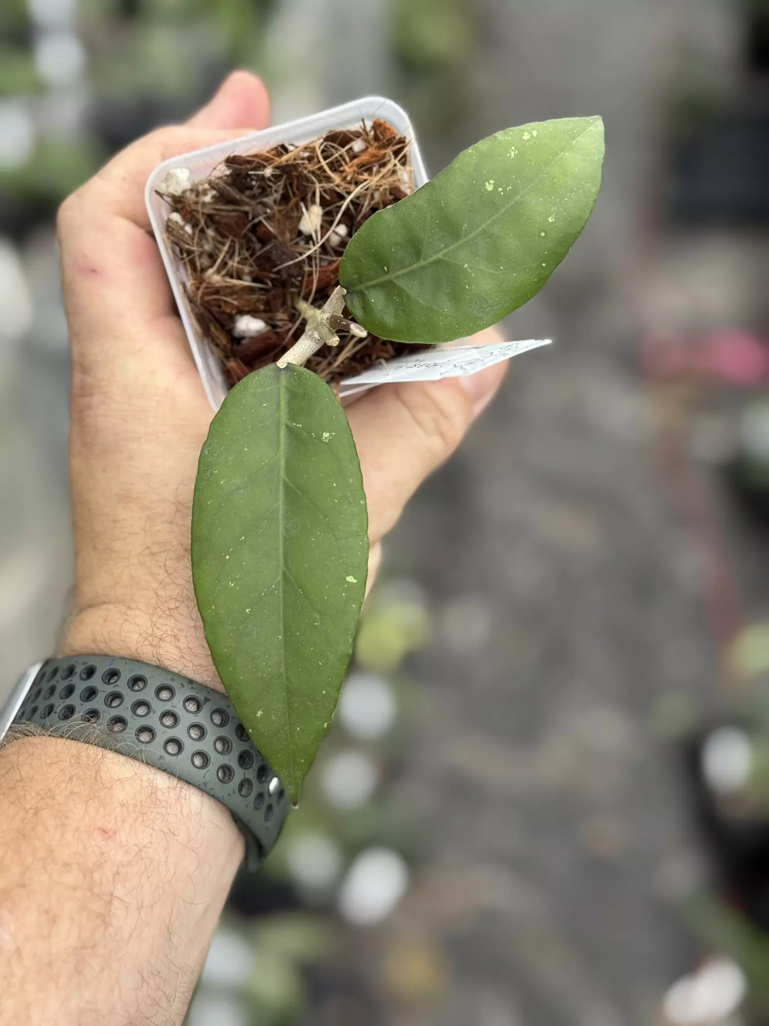 plant/Hoya sp. Bur Senubung NAD004-0