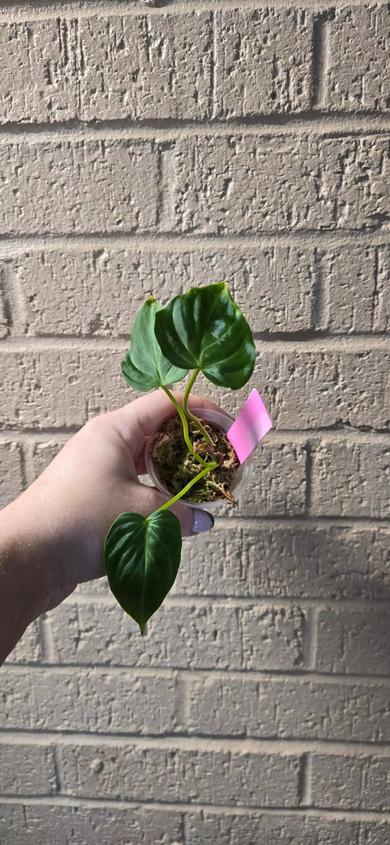 plant/Verrucosum start-0