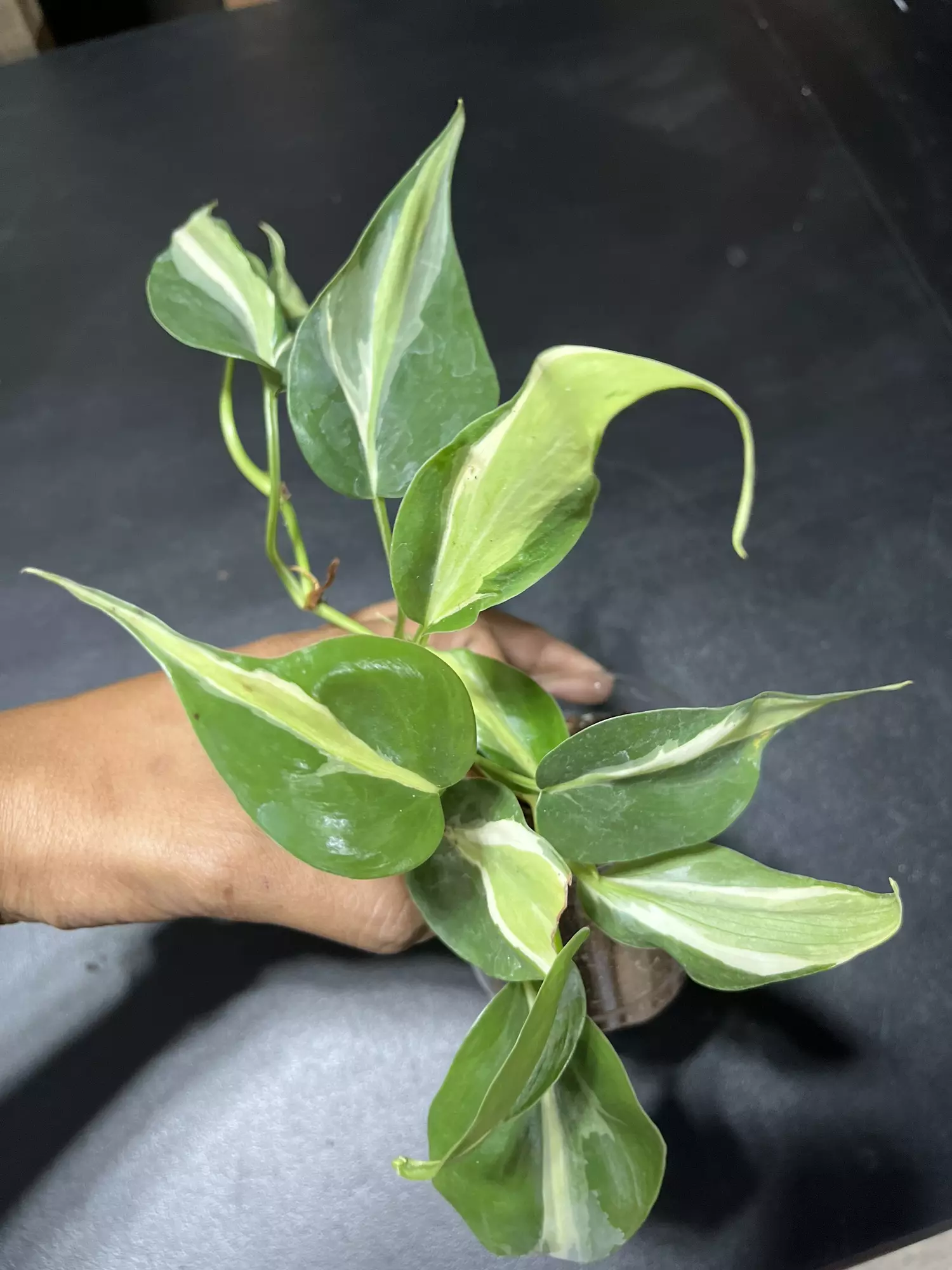 plant/Philodendron cream splash-0