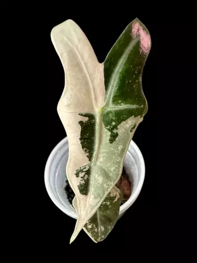 plant/Alocasia Pink Nobilis TC grown. Already Corm’d-1-thumbnail