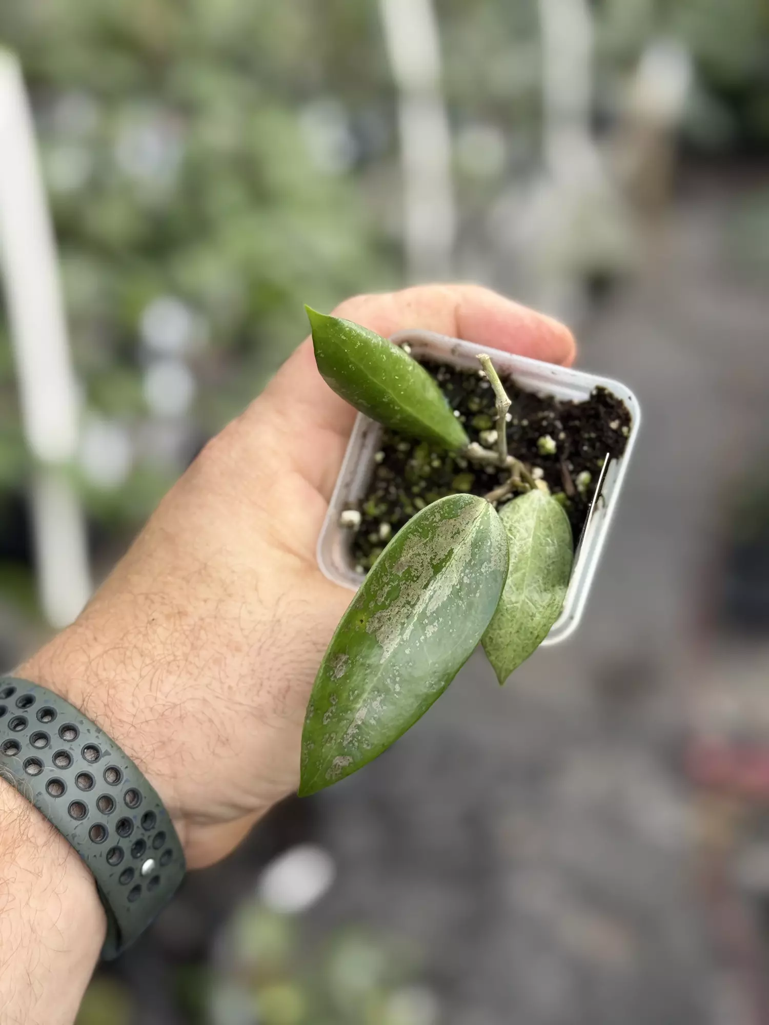 plant/Hoya AH Aurora -0