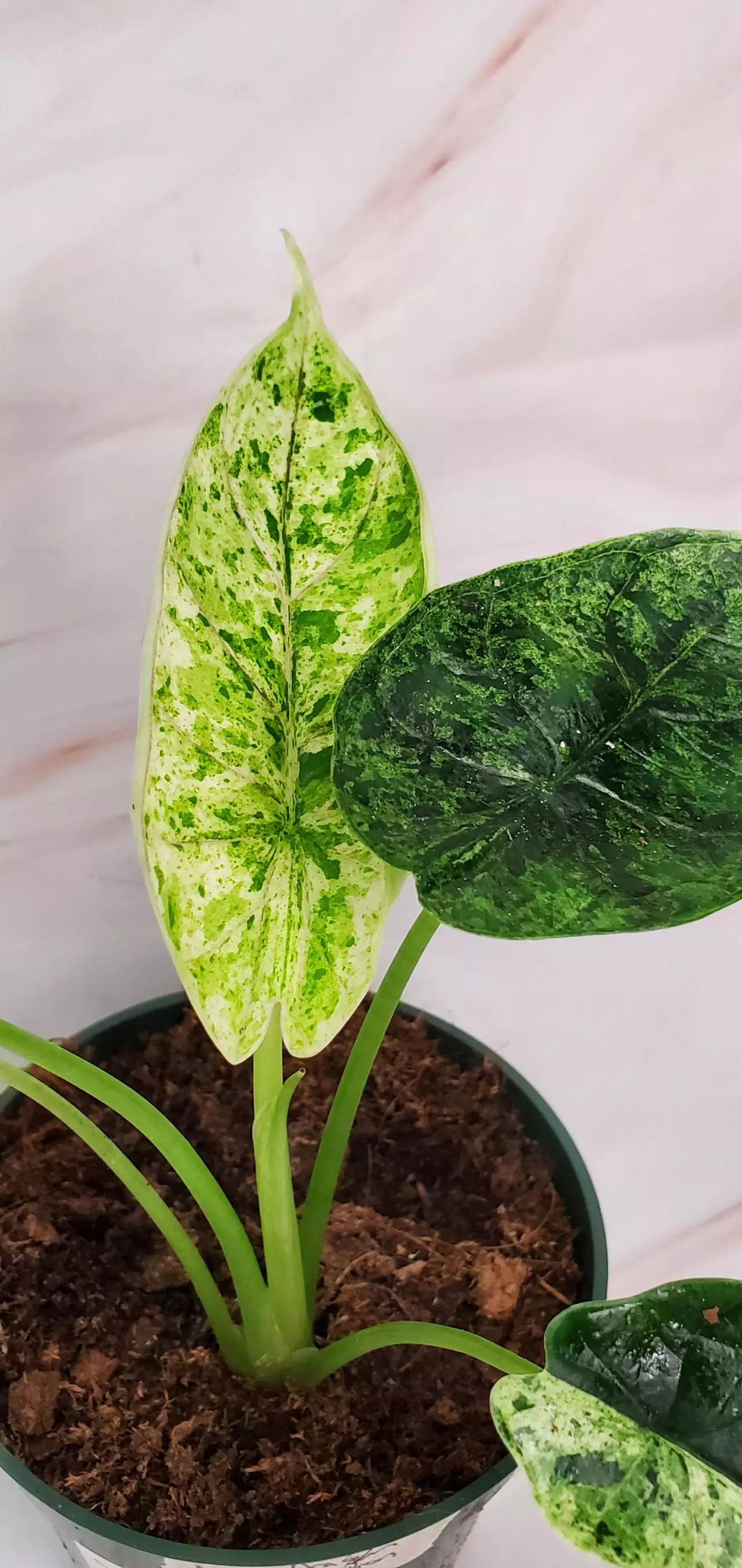 plant/MINT Dragon Scale D-2