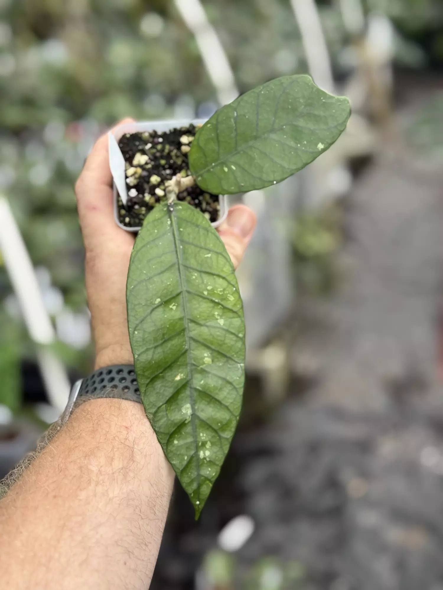 plant/Hoya sp. Gunung Leuser NAD006-0