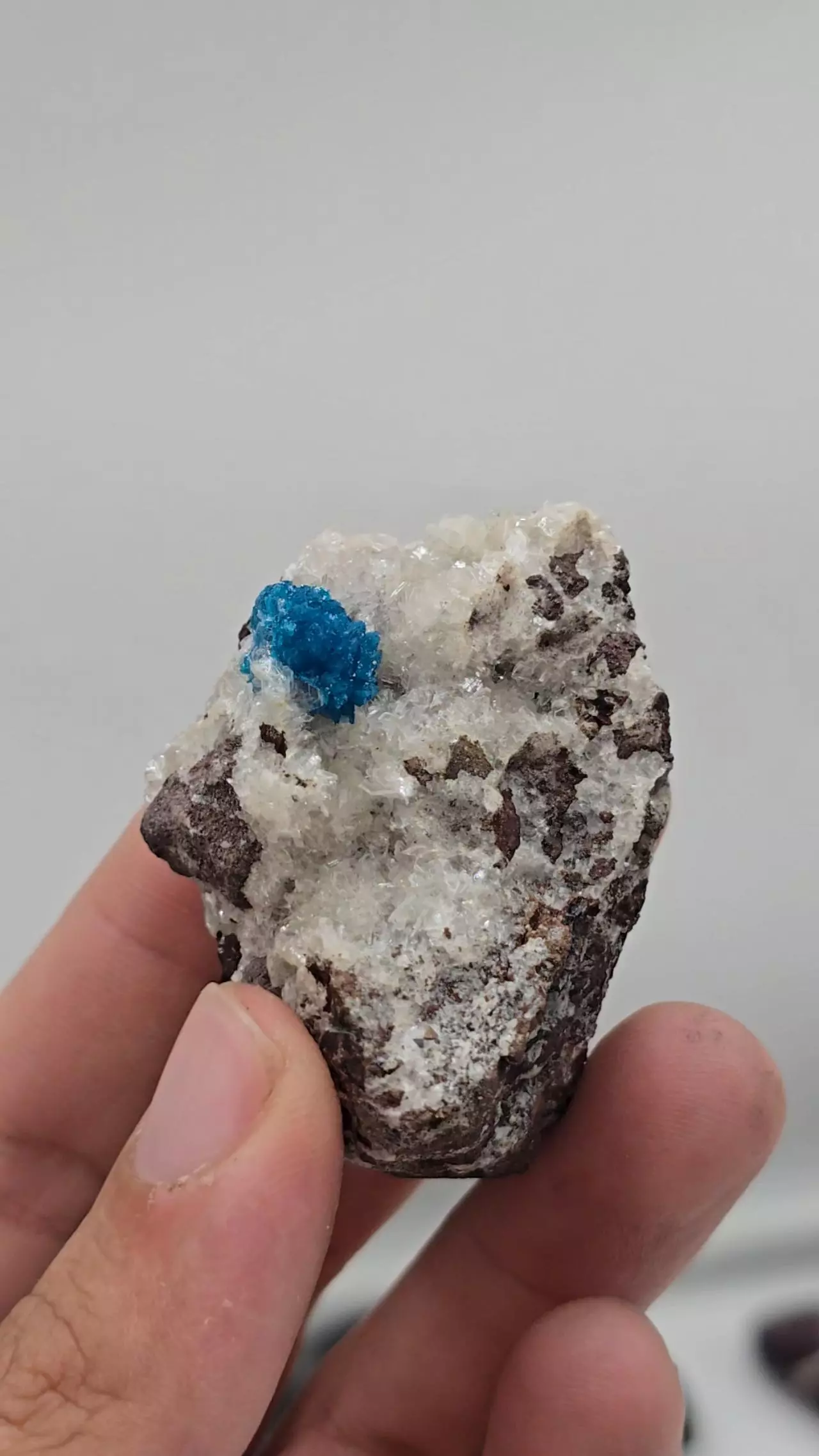 plant/Cavansite from India-0