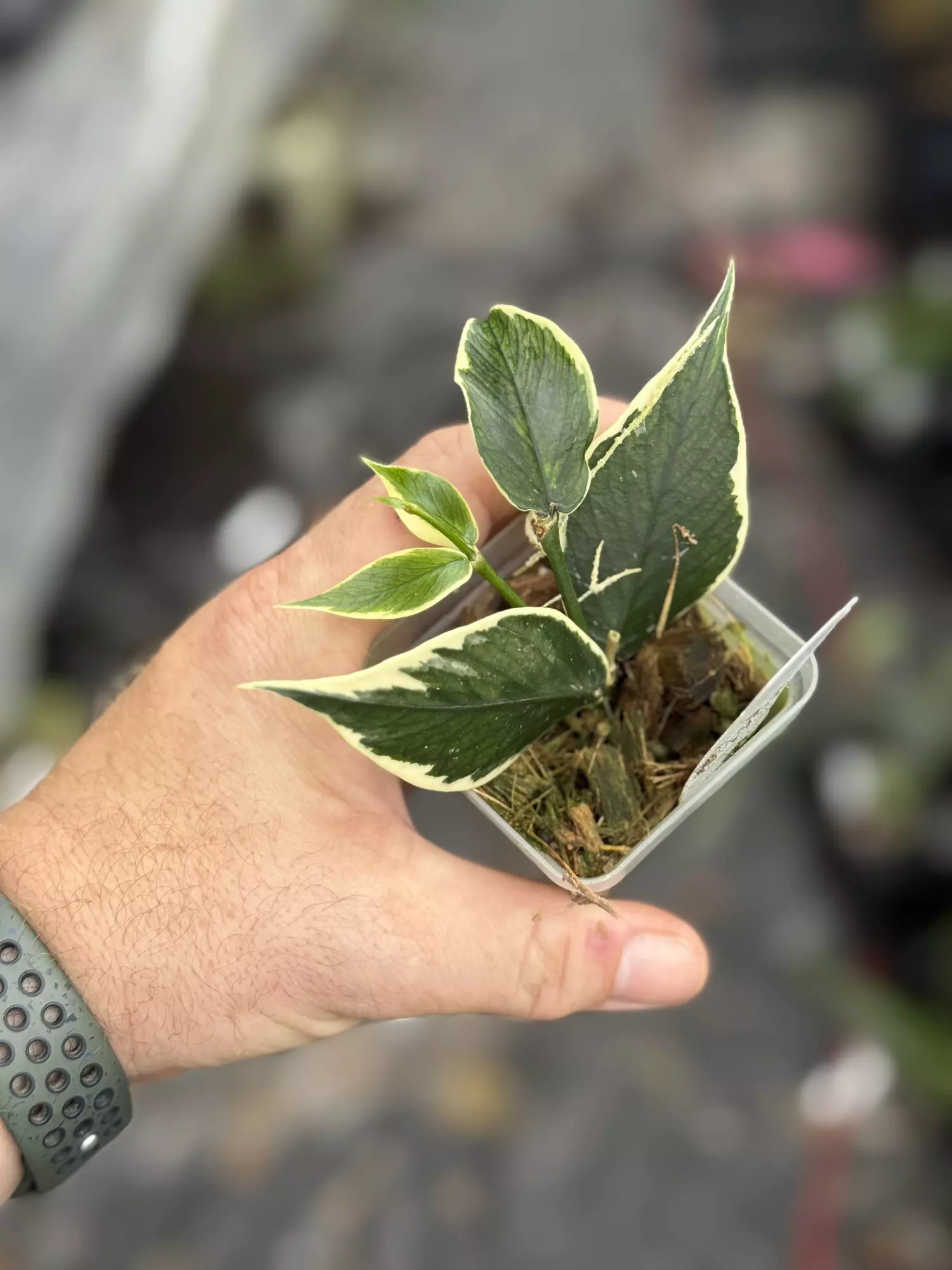 plant/Hoya Polyneura outer var-0