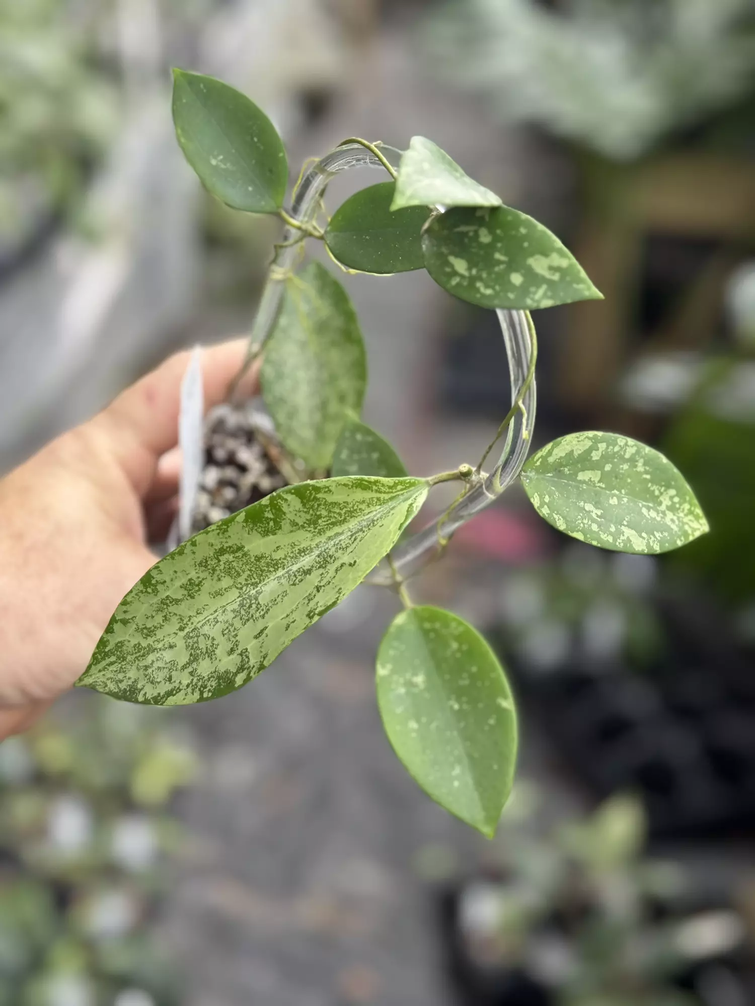 plant/Hoya AH Santa-0