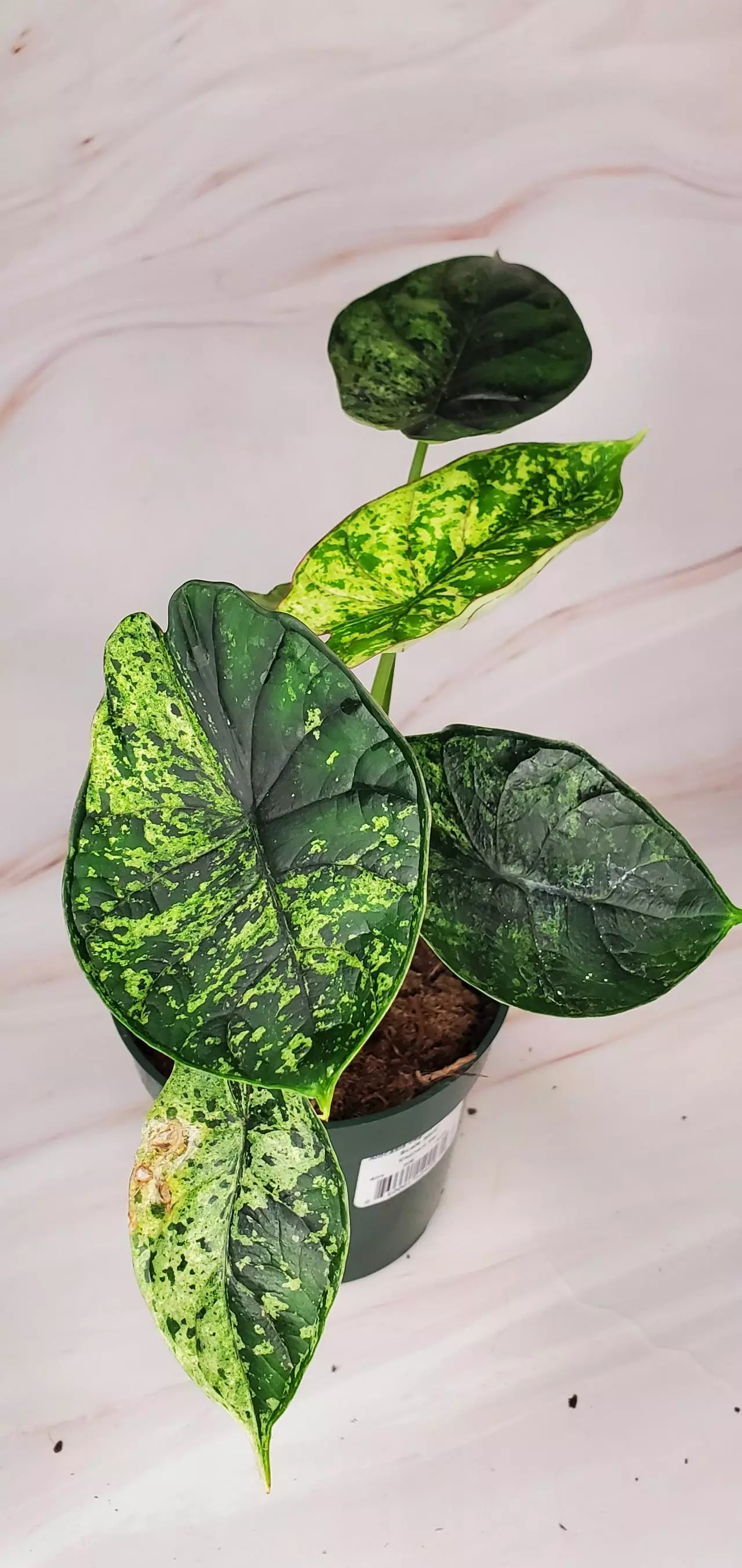 plant/MINT Dragon Scale A-0