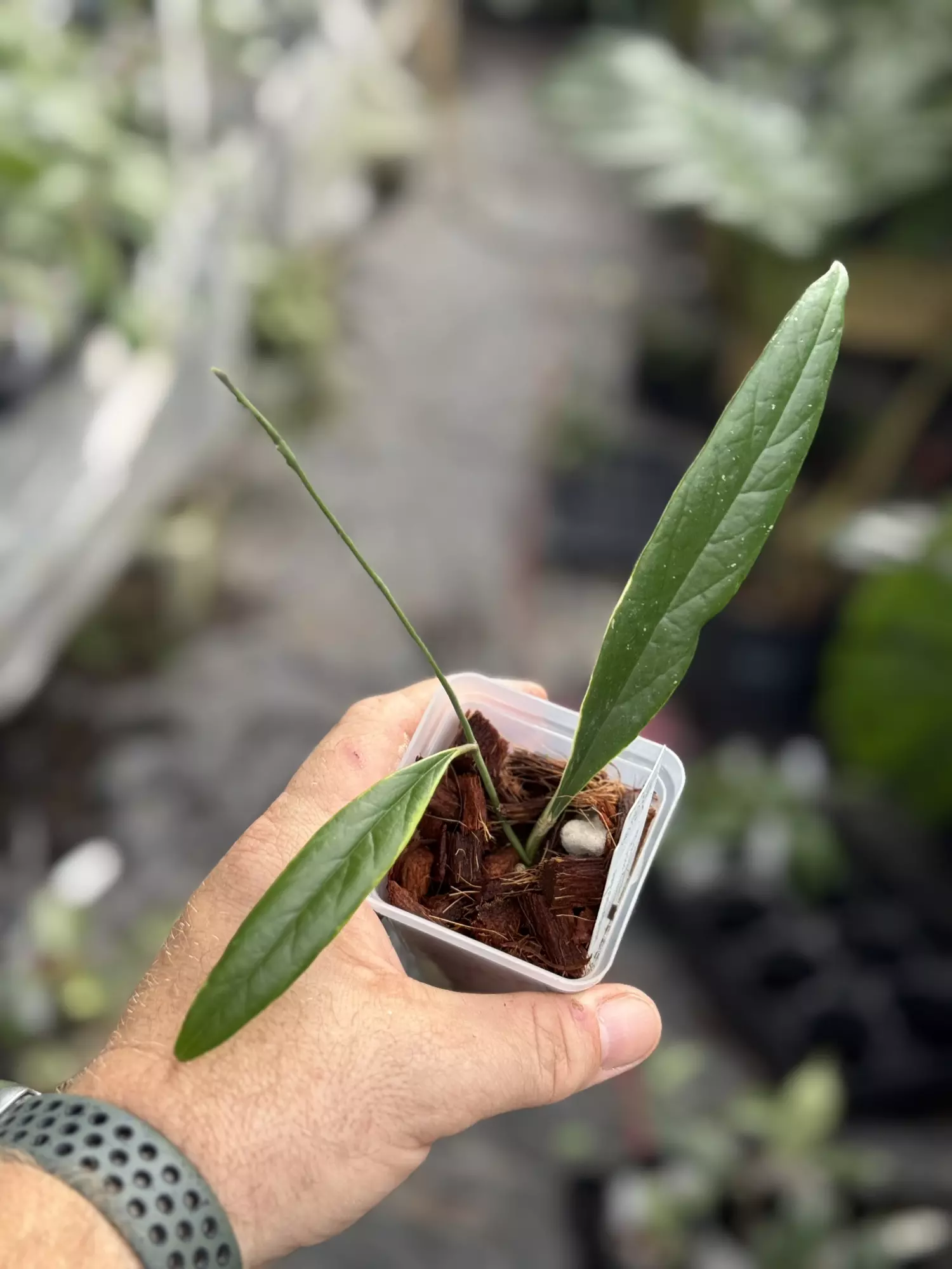 plant/Hoya Sulawesiana outer variegated -0