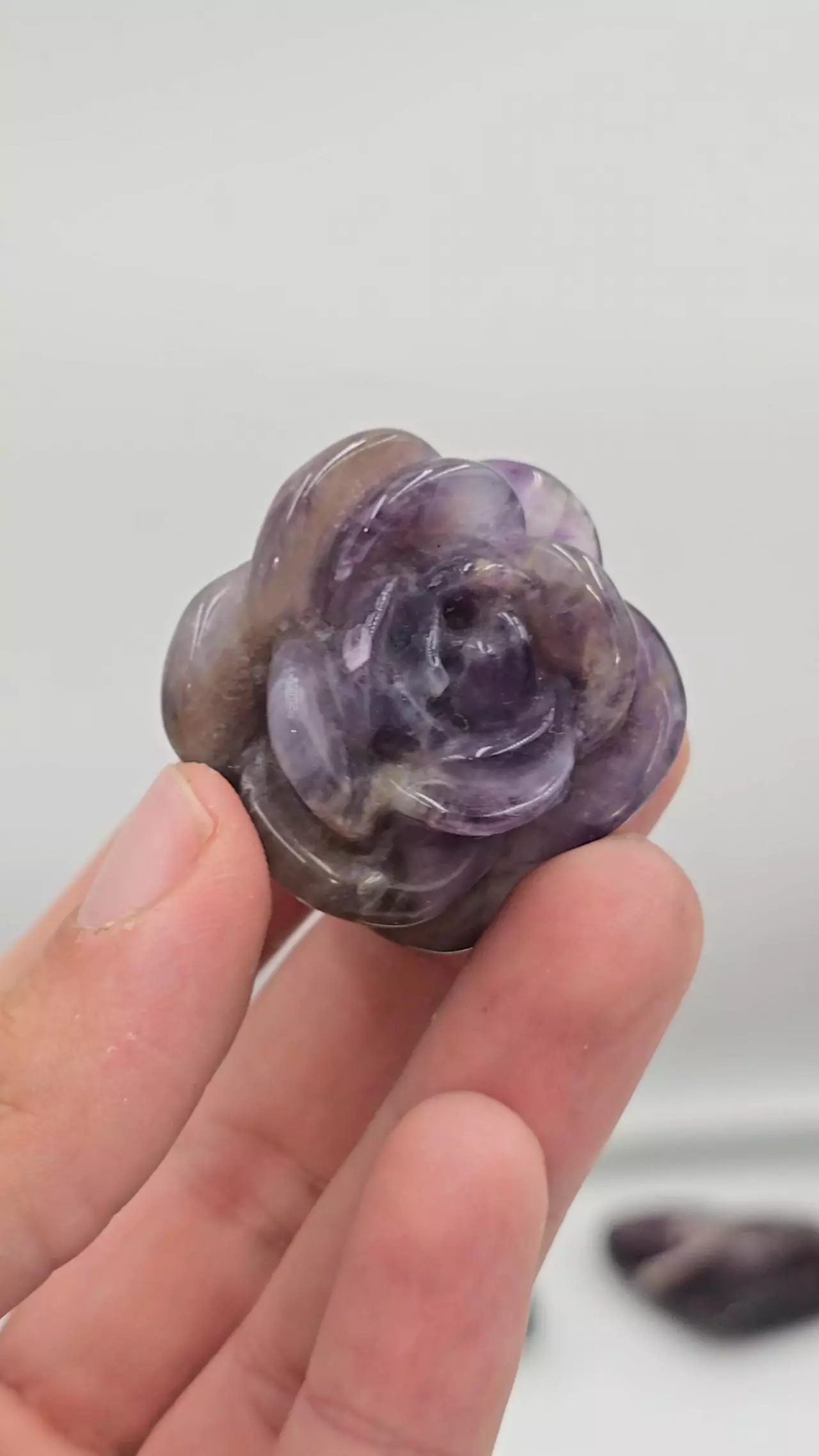 plant/Amethyst Rose from Brazil-0