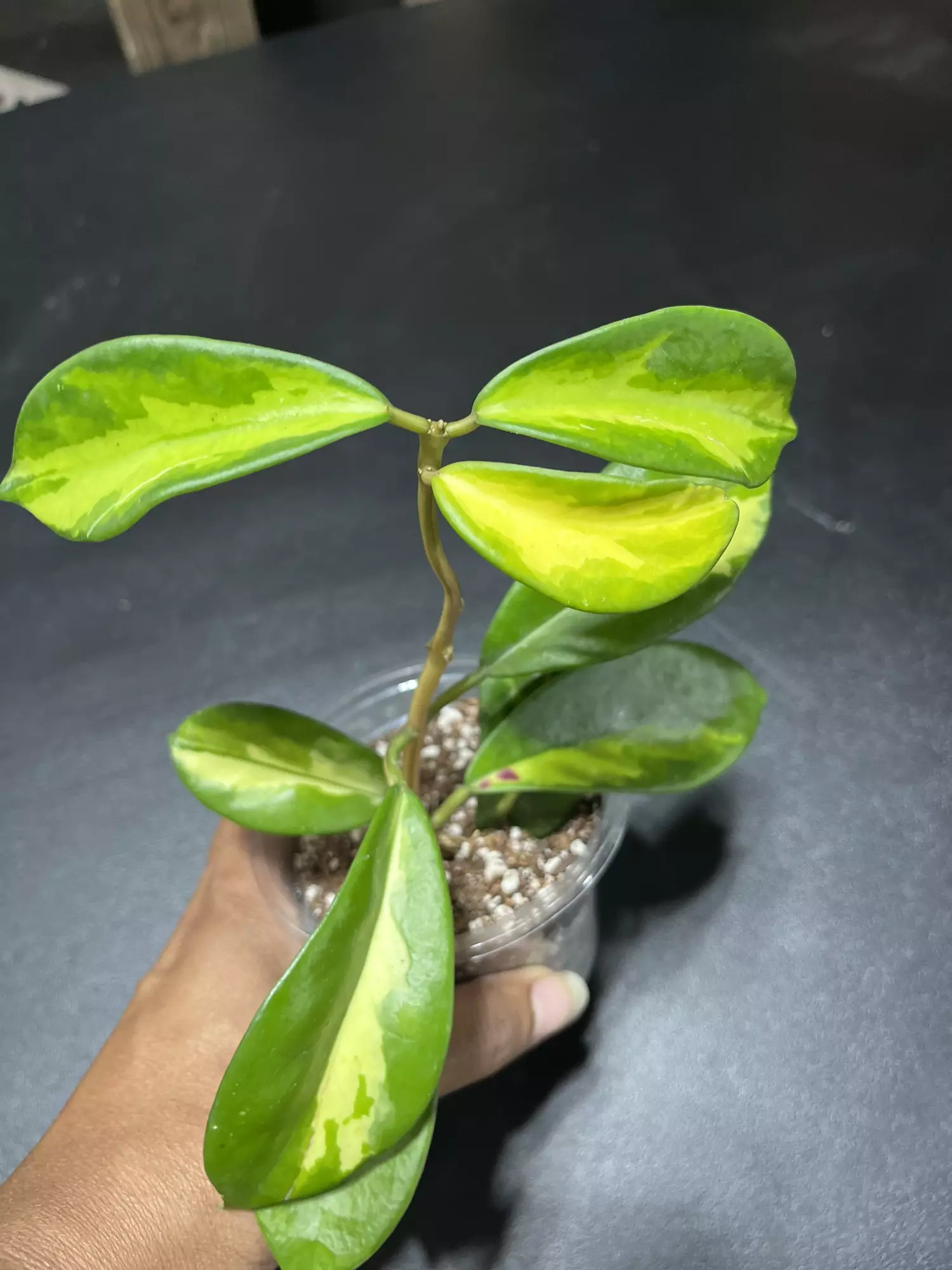 plant/Hoya Diversifolia maharani albo-0
