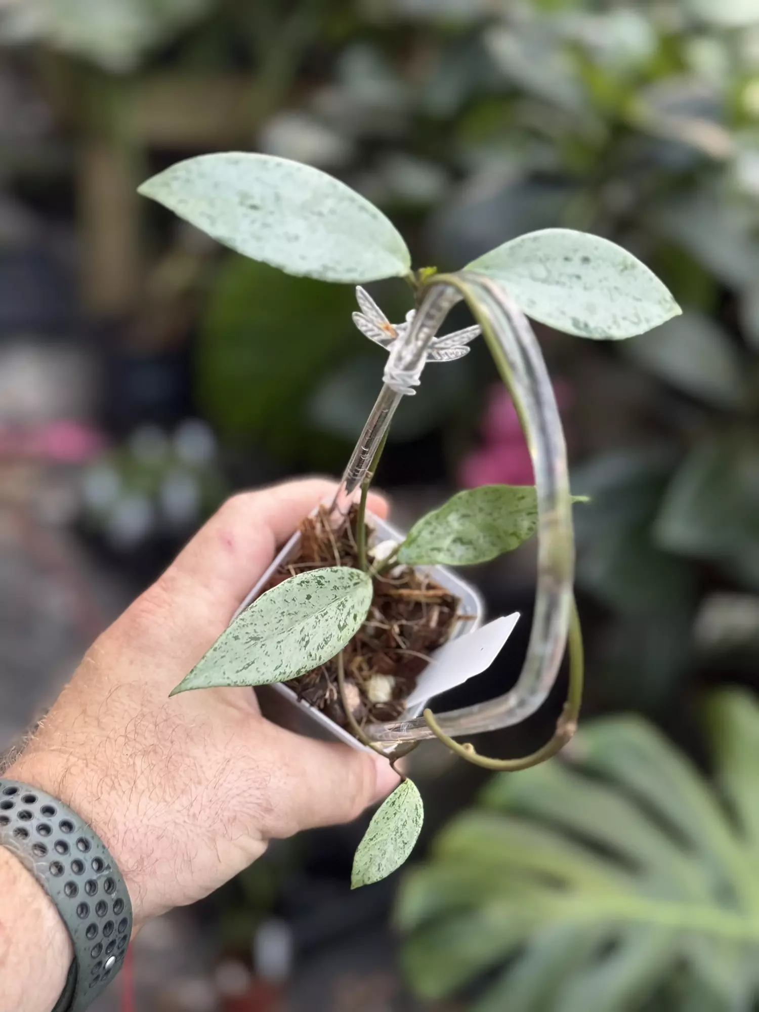 plant/Hoya pubicalyx pink silver ghost-0